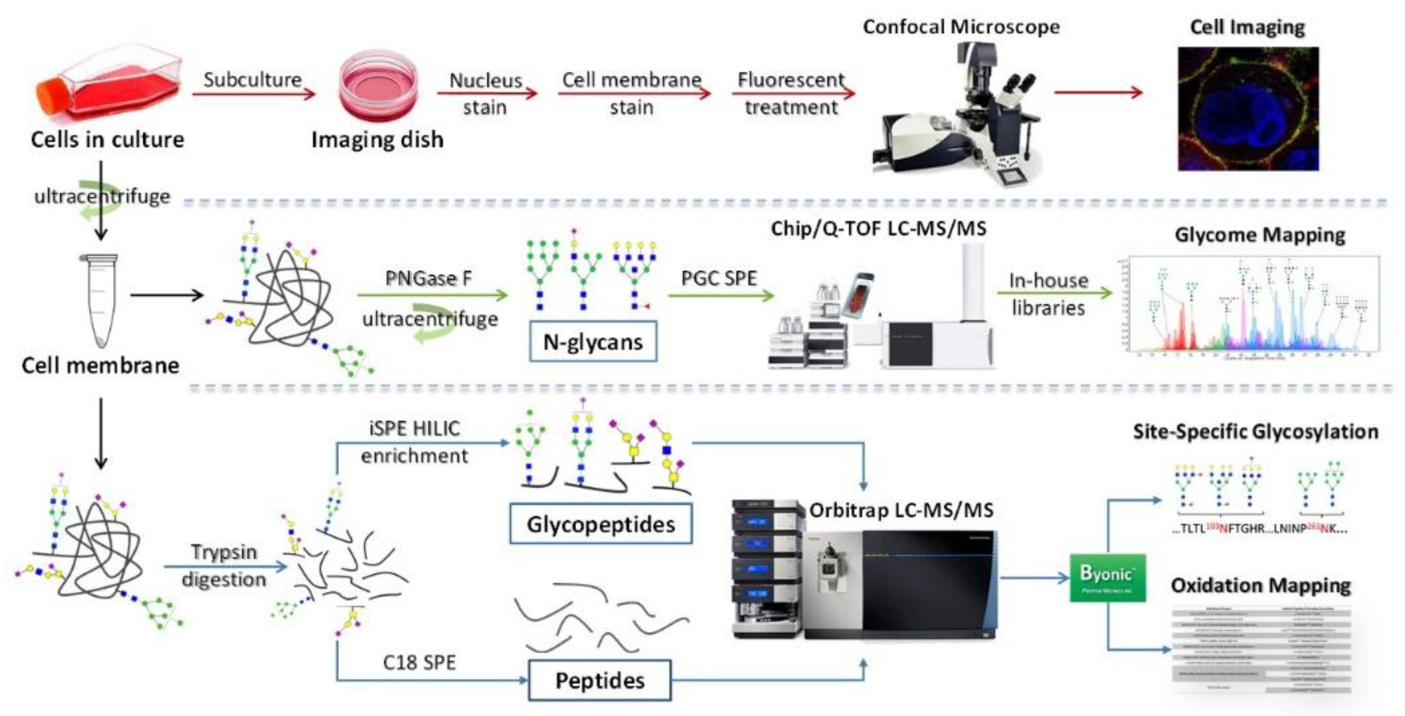 Cells 08 00882 g001 Cells 08 00882 g001