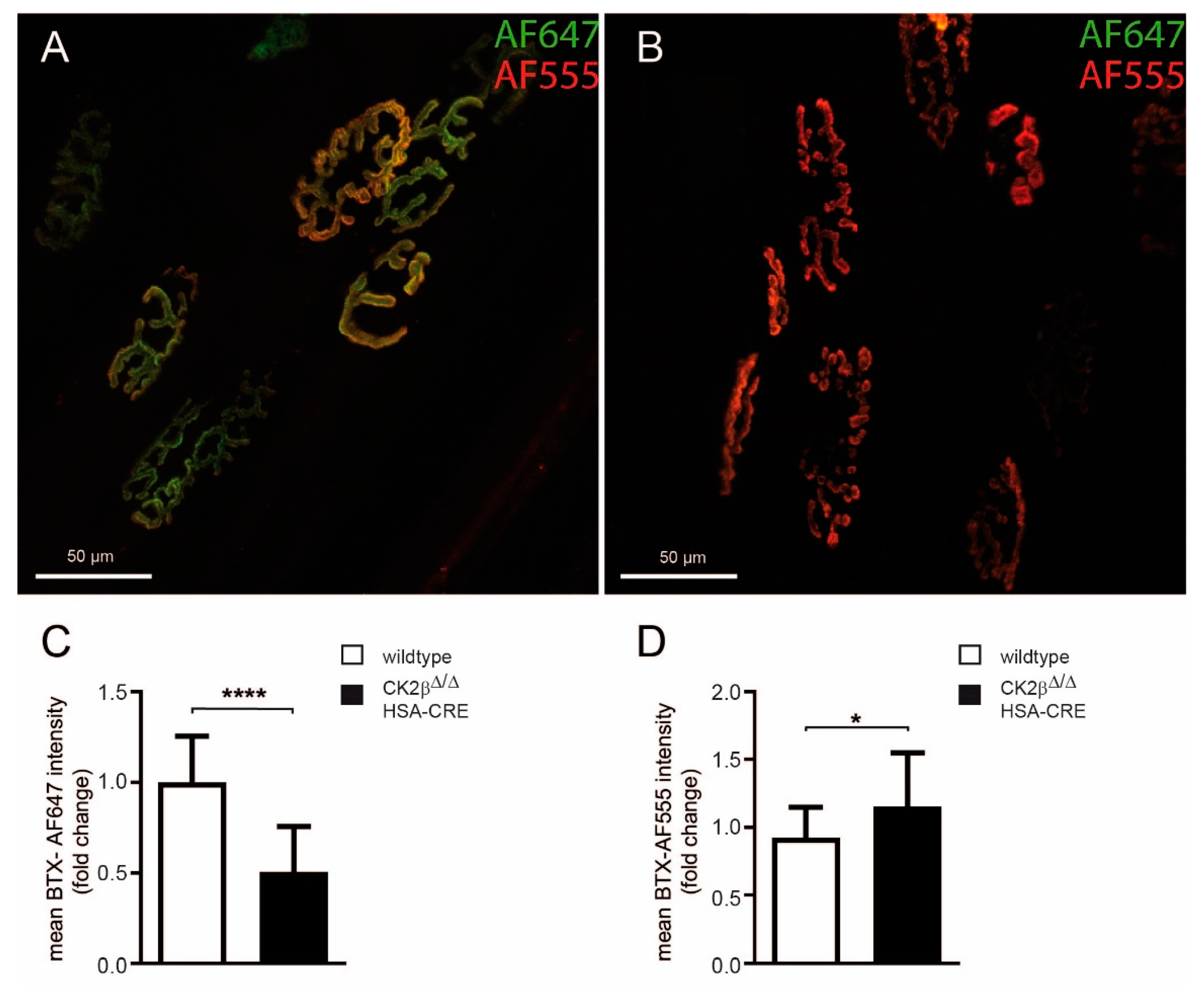 Cells 08 00940 g007 Cells 08 00940 g007