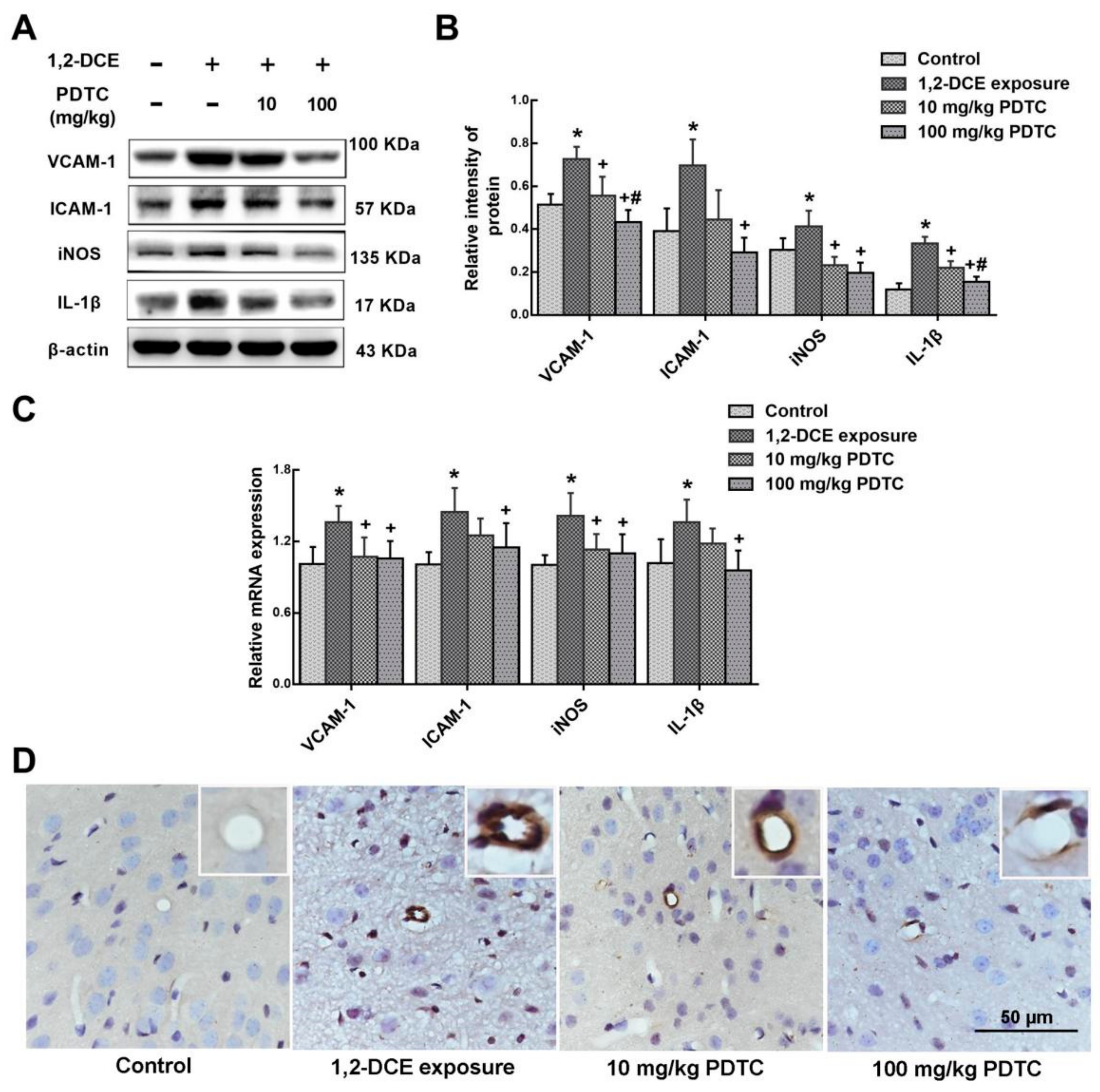 Cells 08 00987 g003 Cells 08 00987 g003