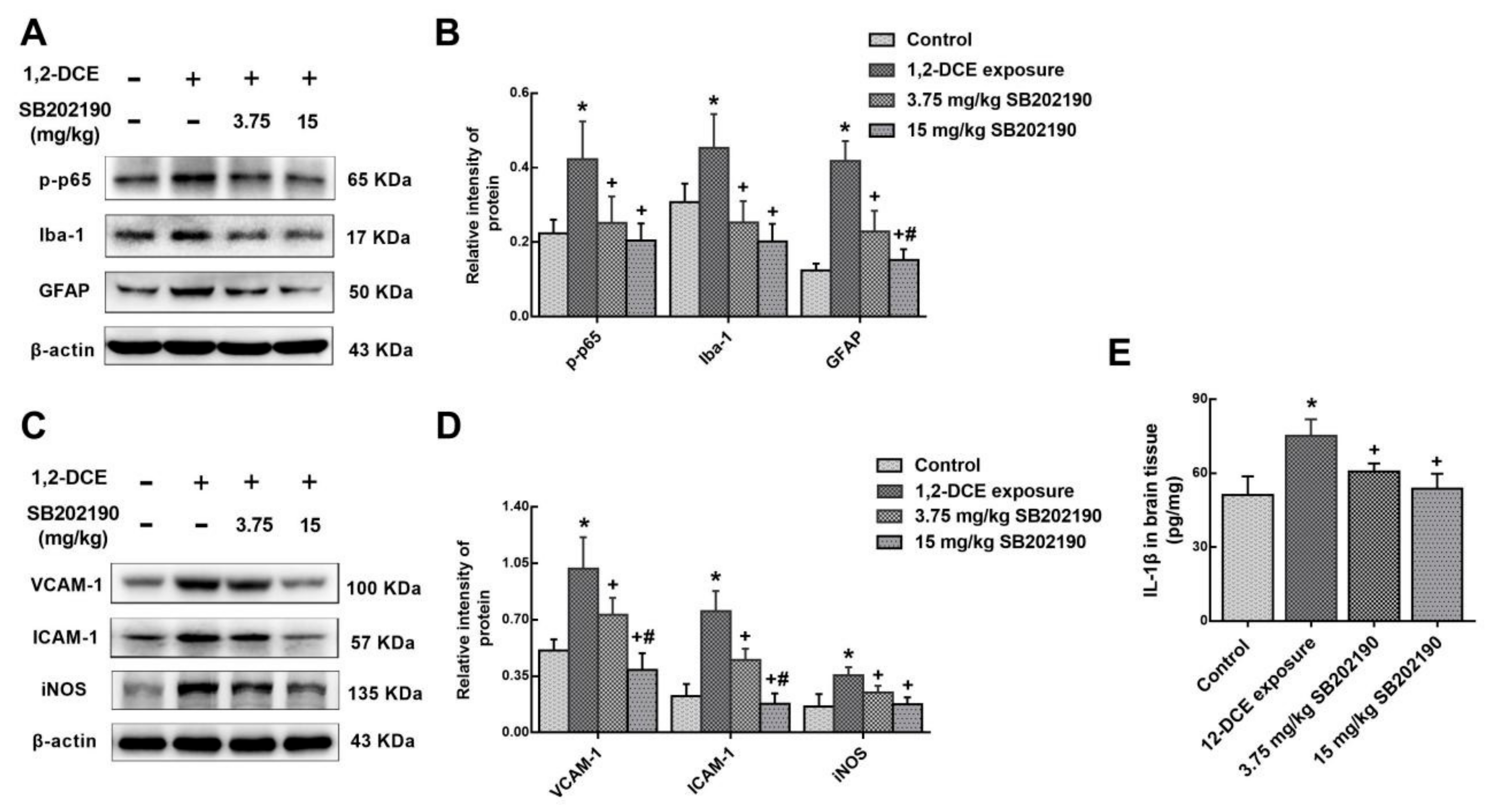 Cells 08 00987 g006 Cells 08 00987 g006
