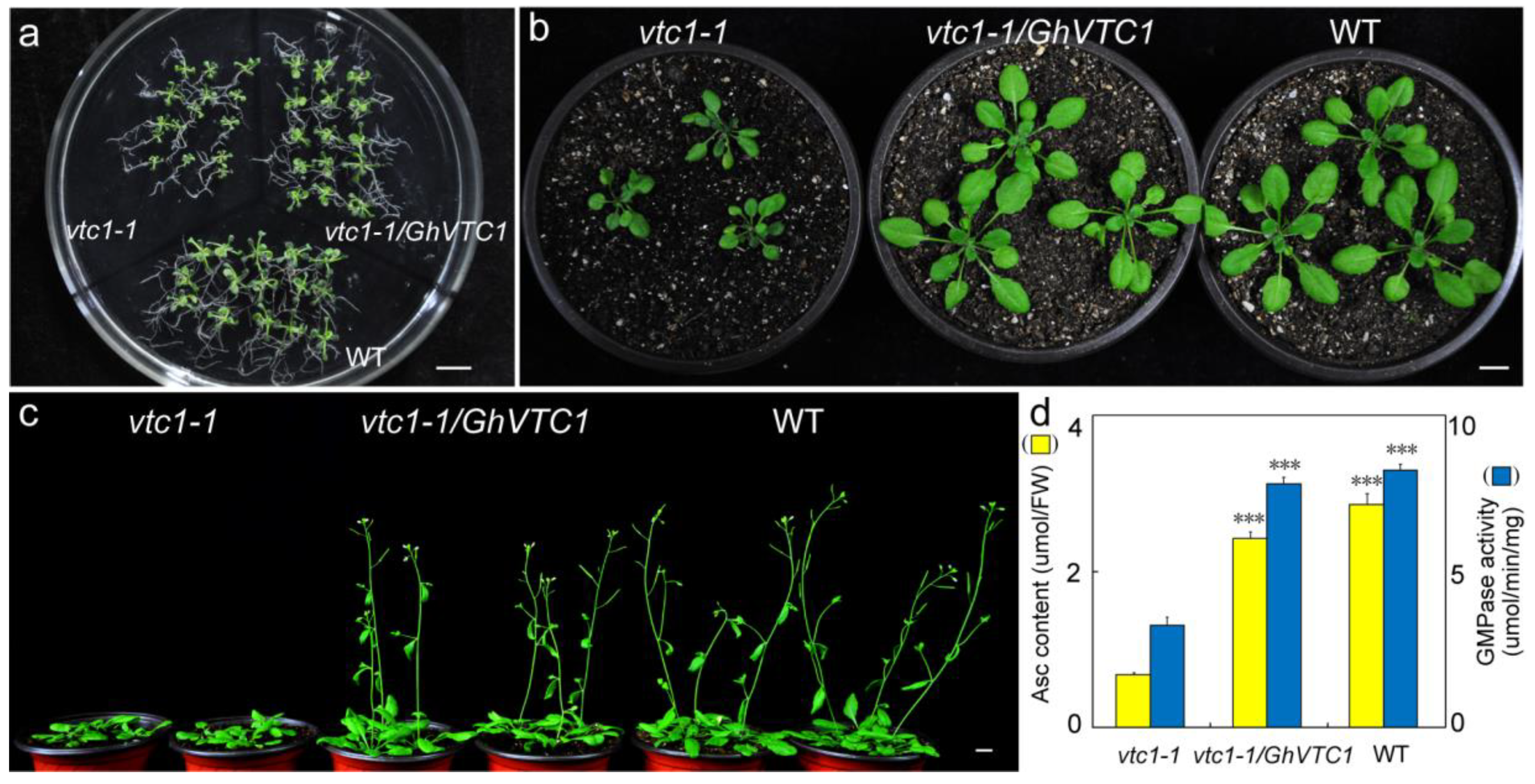 Cells 08 01039 g004 Cells 08 01039 g004