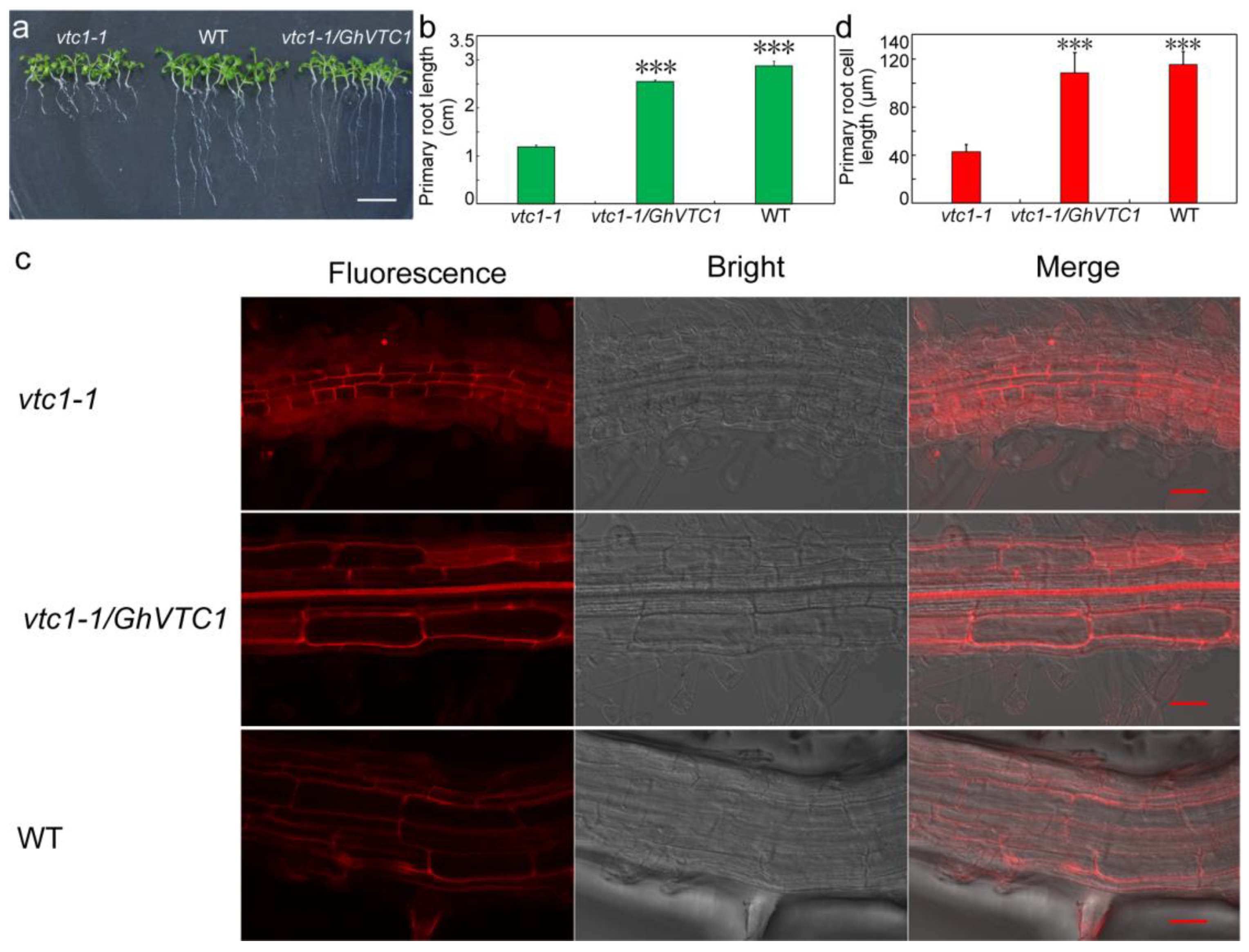 Cells 08 01039 g005 Cells 08 01039 g005