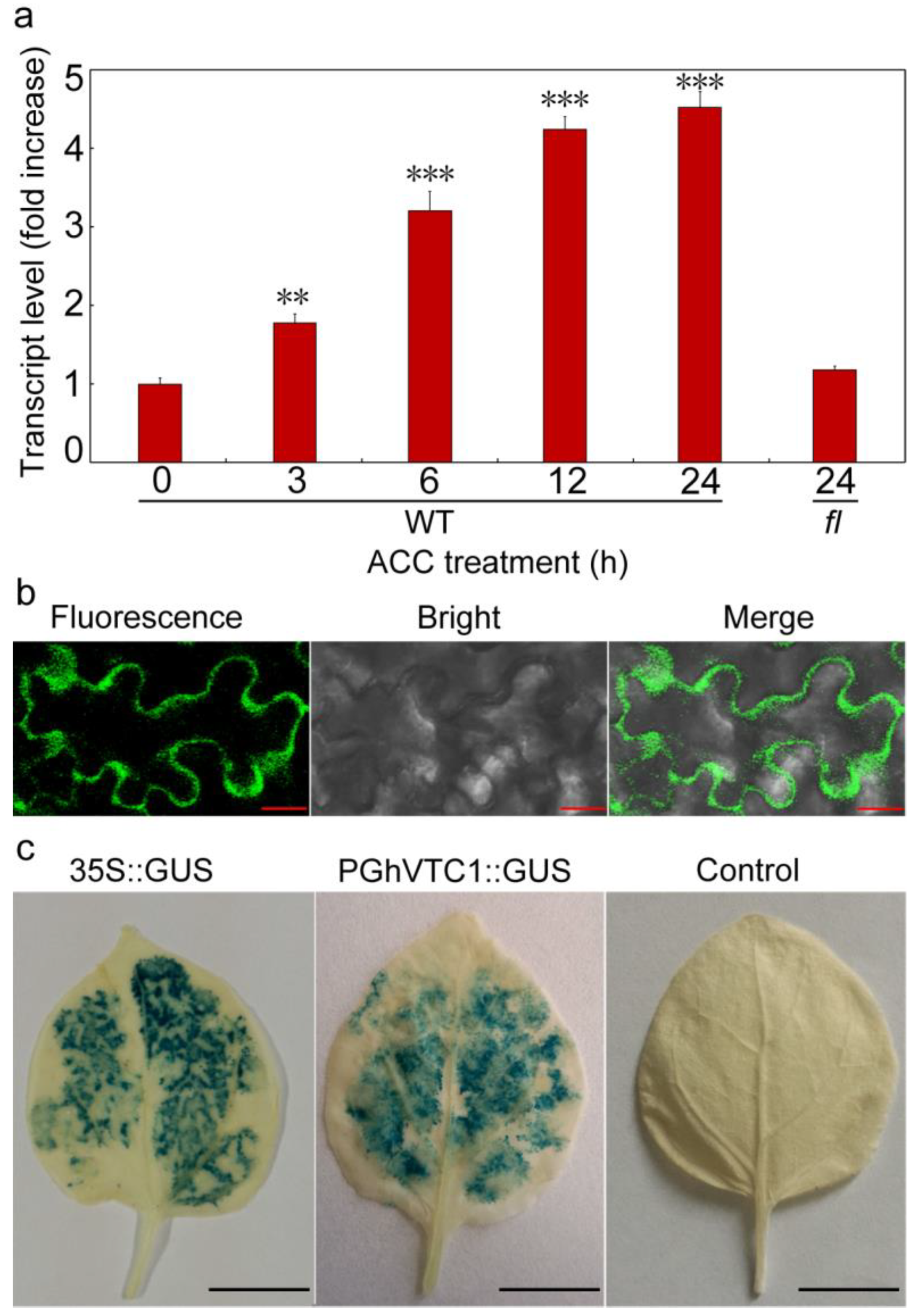 Cells 08 01039 g006 Cells 08 01039 g006