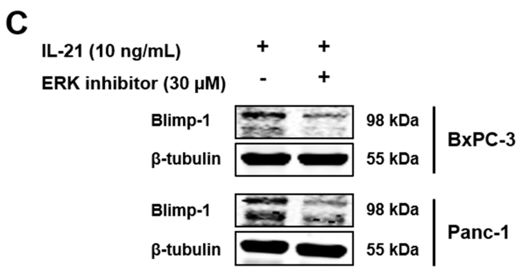 Cells 08 01104 g005b Cells 08 01104 g005b