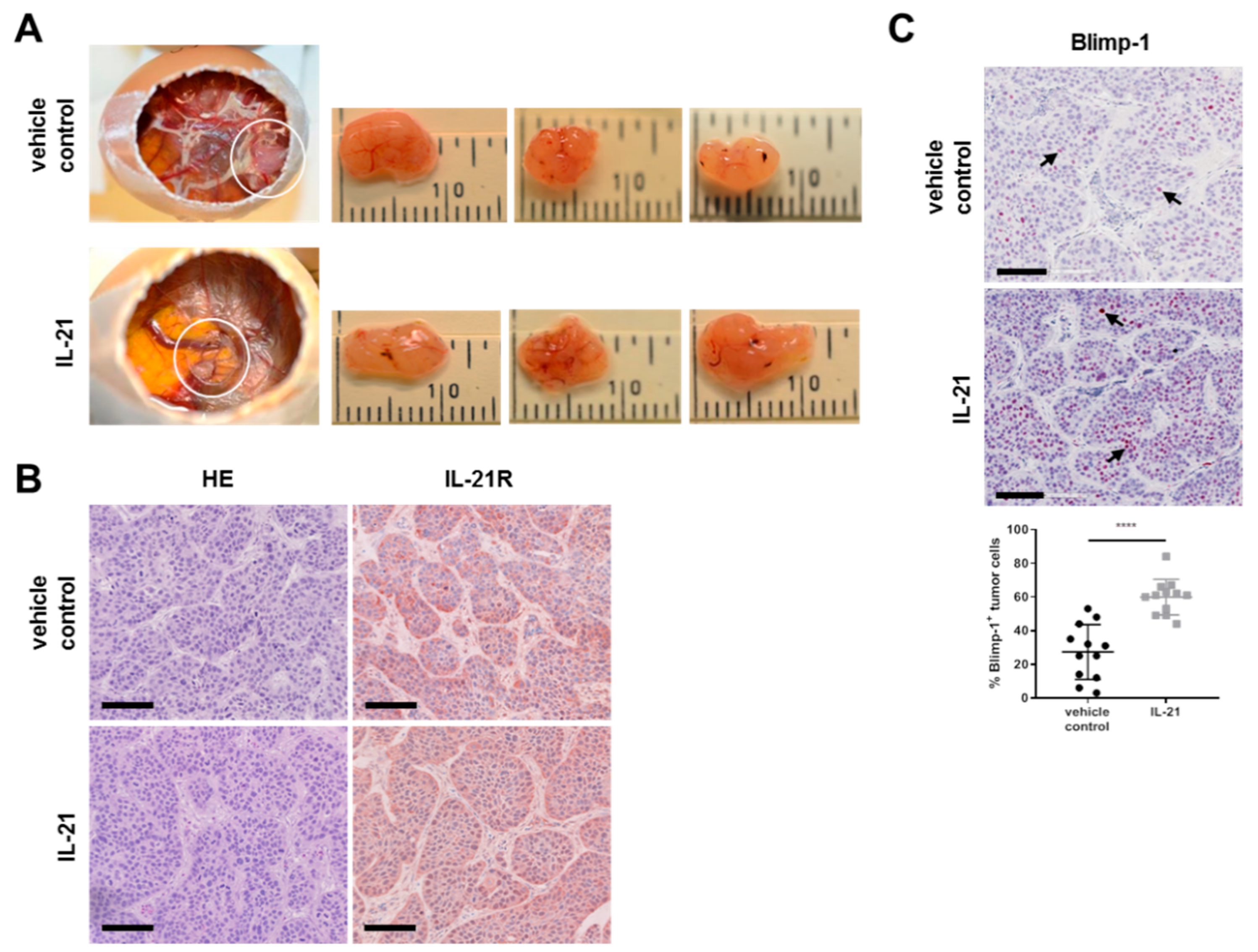 Cells 08 01104 g006 Cells 08 01104 g006