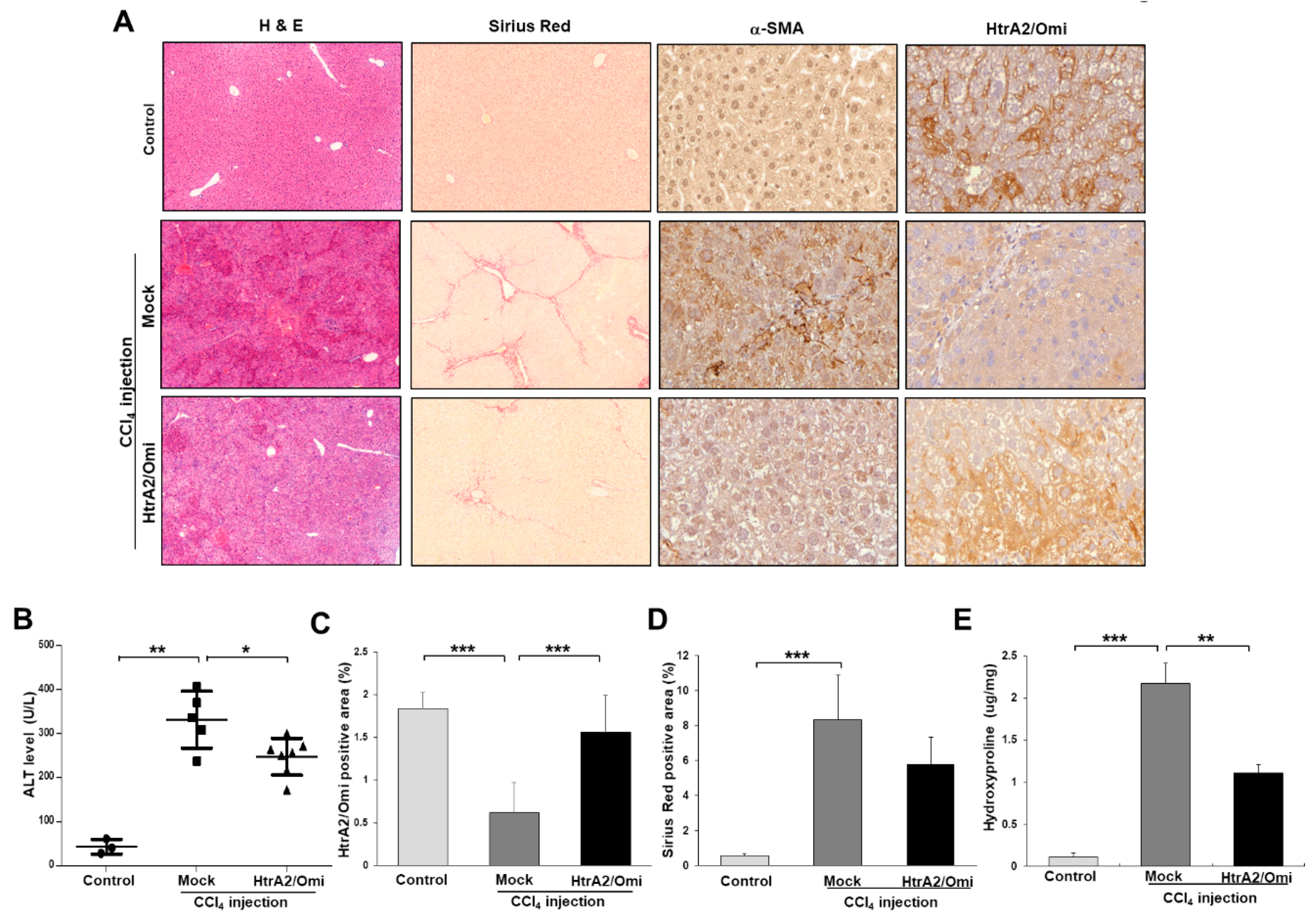 Cells 08 01119 g006 Cells 08 01119 g006