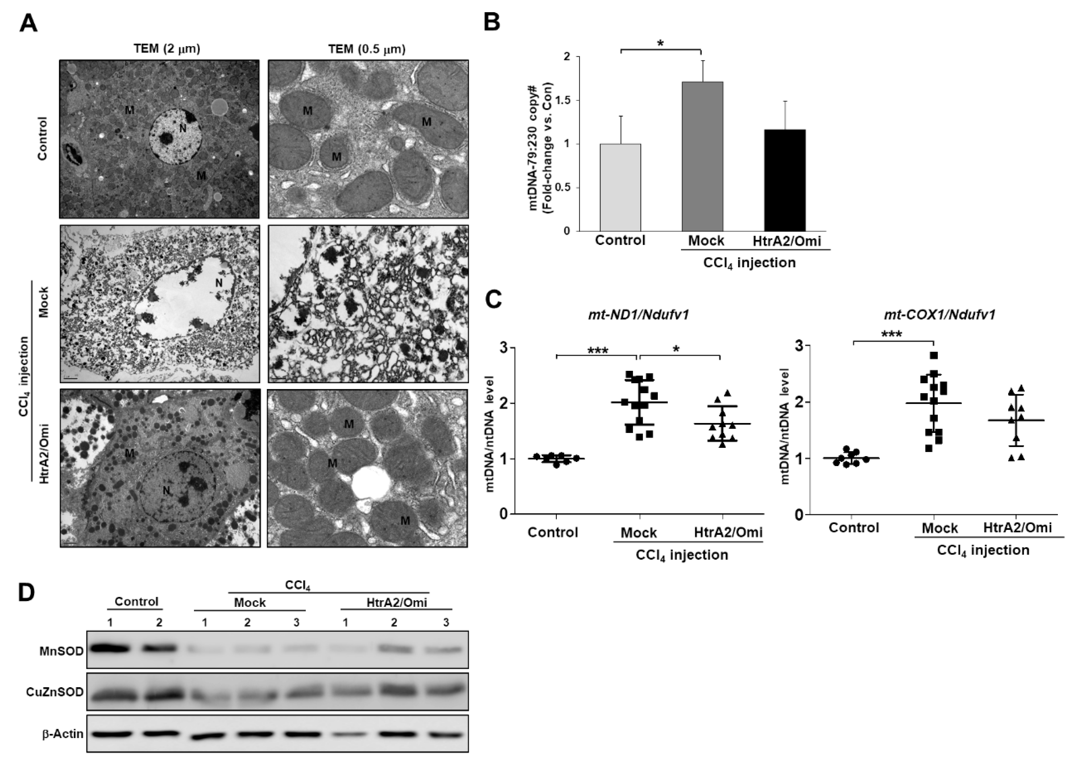 Cells 08 01119 g007 Cells 08 01119 g007