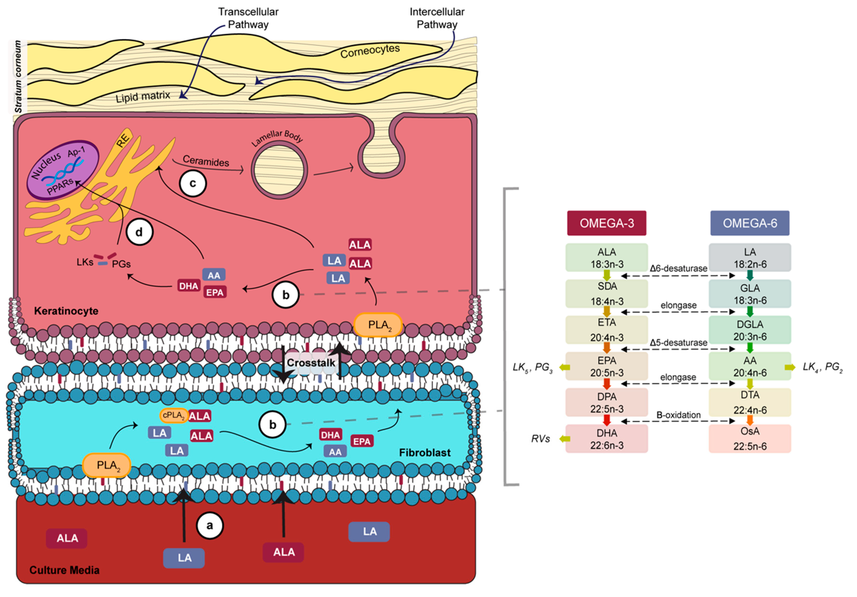 Cells 08 01142 g005 Cells 08 01142 g005