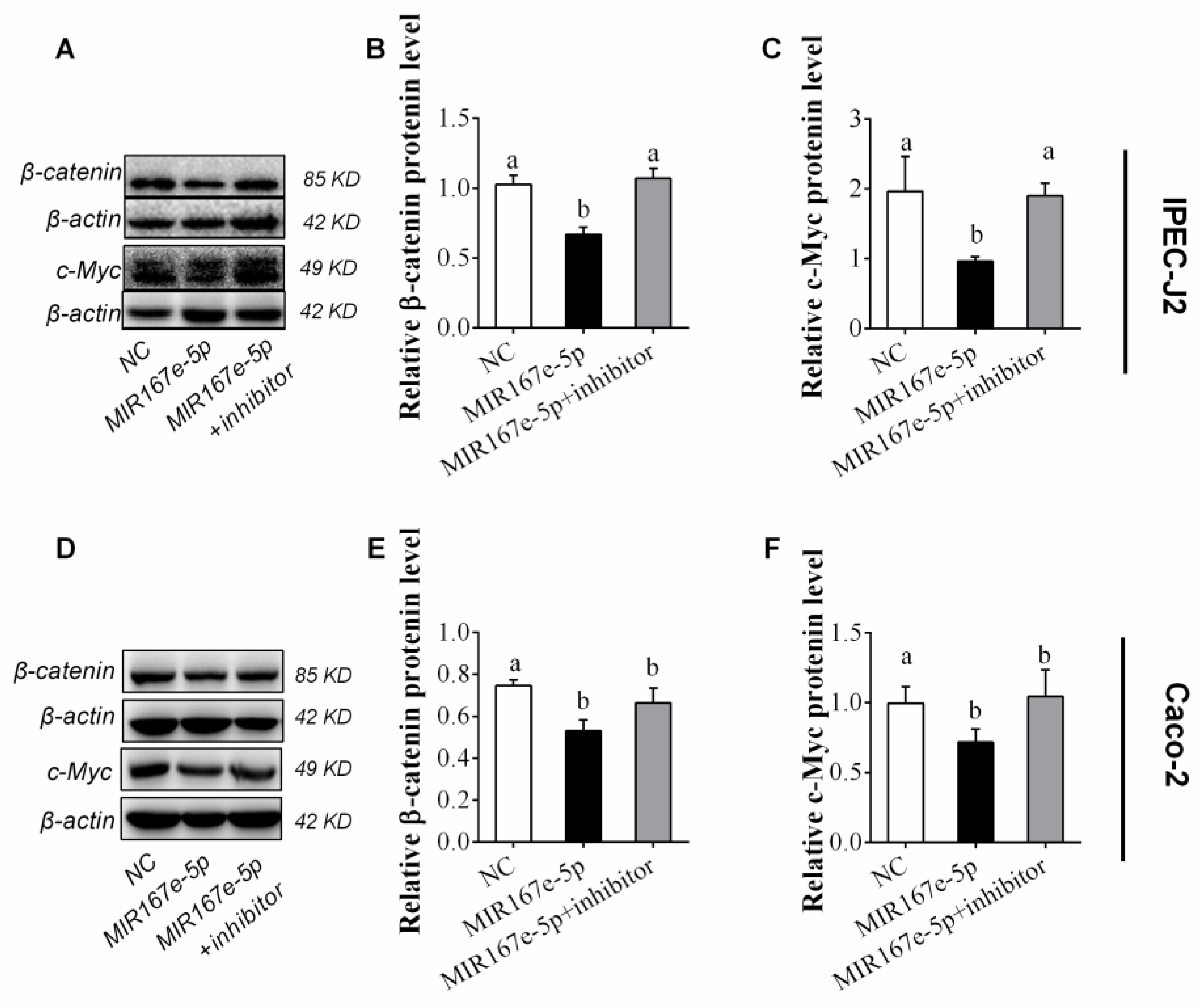 Cells 08 01385 g004 Cells 08 01385 g004