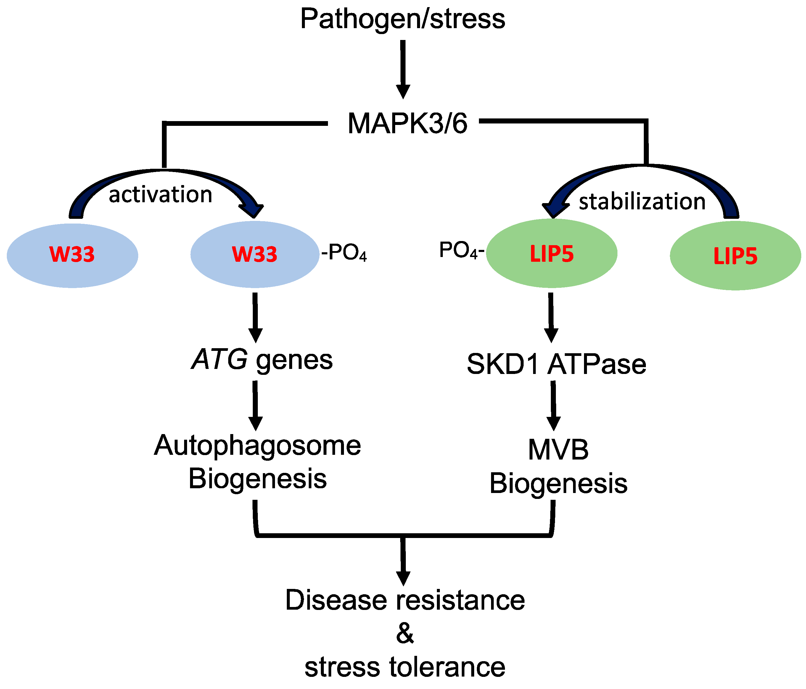 Cells 09 00119 g001 Cells 09 00119 g001
