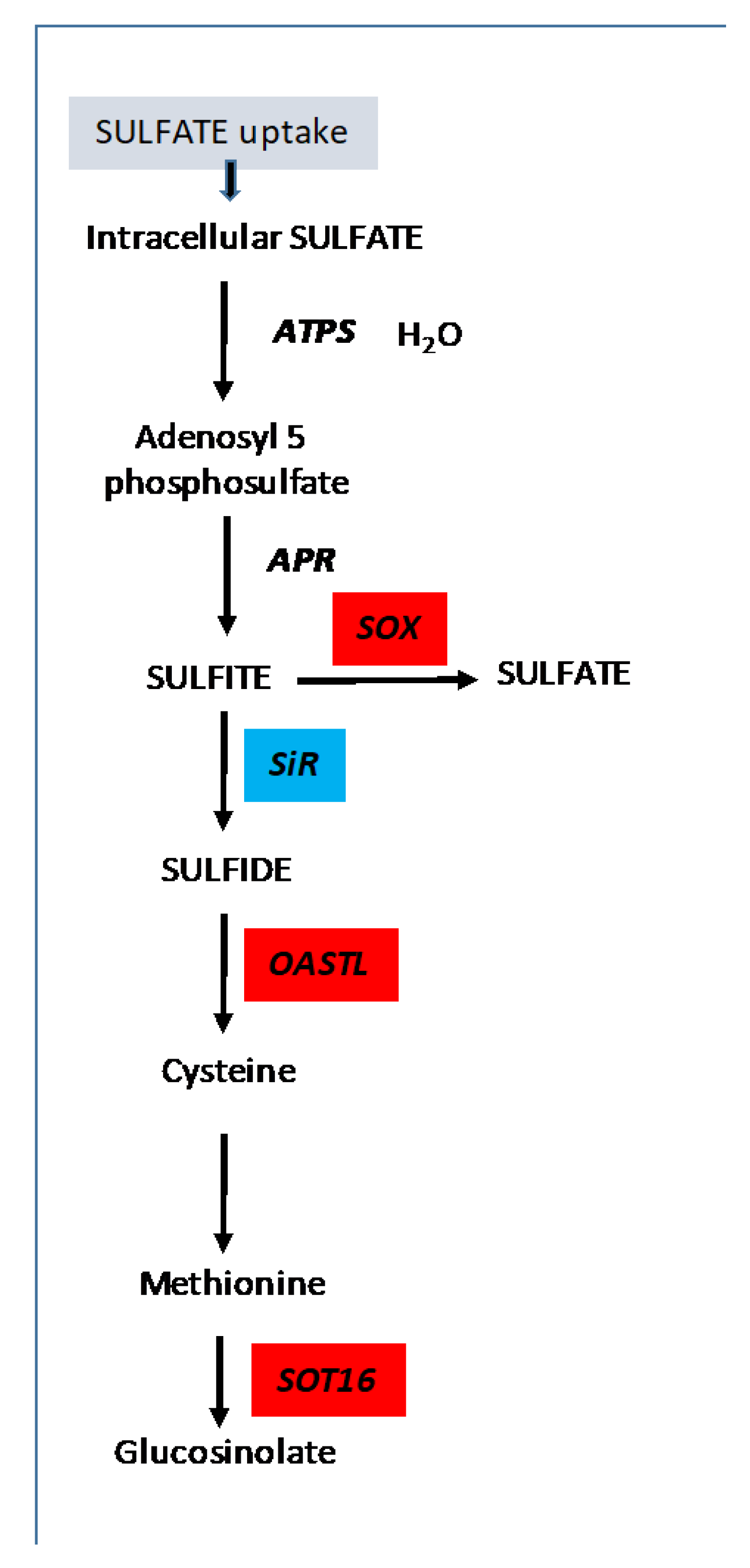 Cells 09 00332 g009 Cells 09 00332 g009