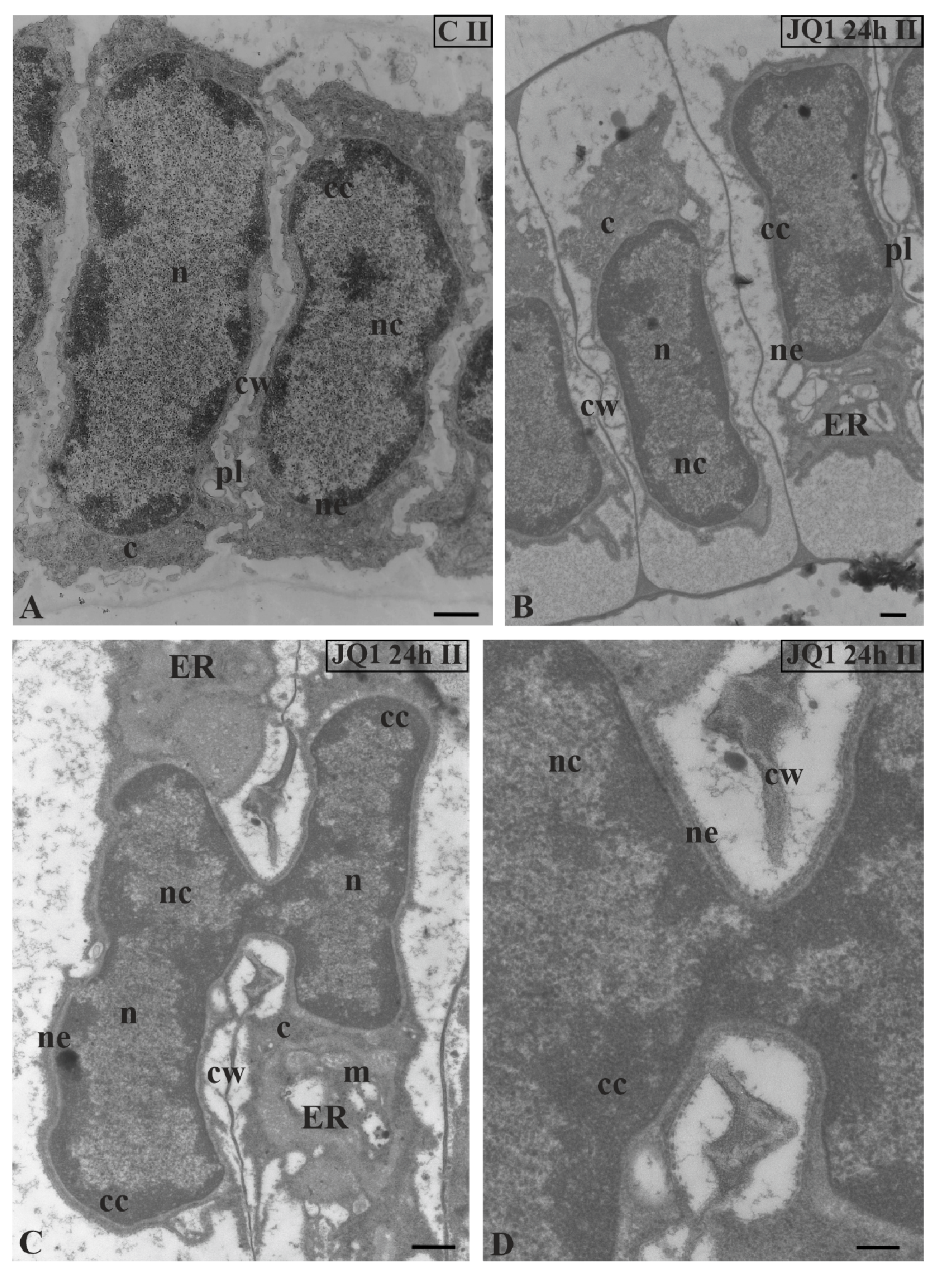 Cells 09 01352 g003 Cells 09 01352 g003