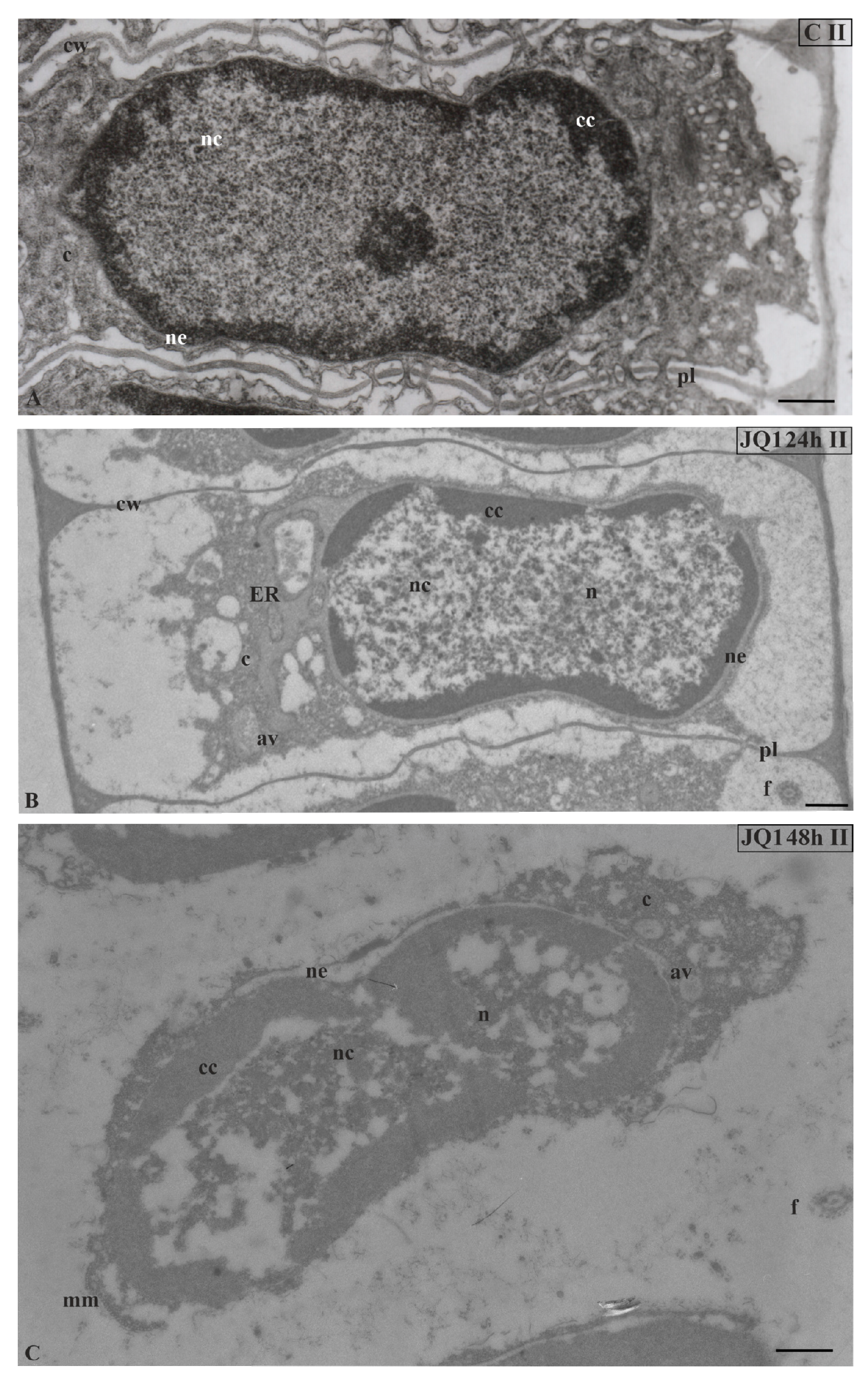Cells 09 01352 g004 Cells 09 01352 g004