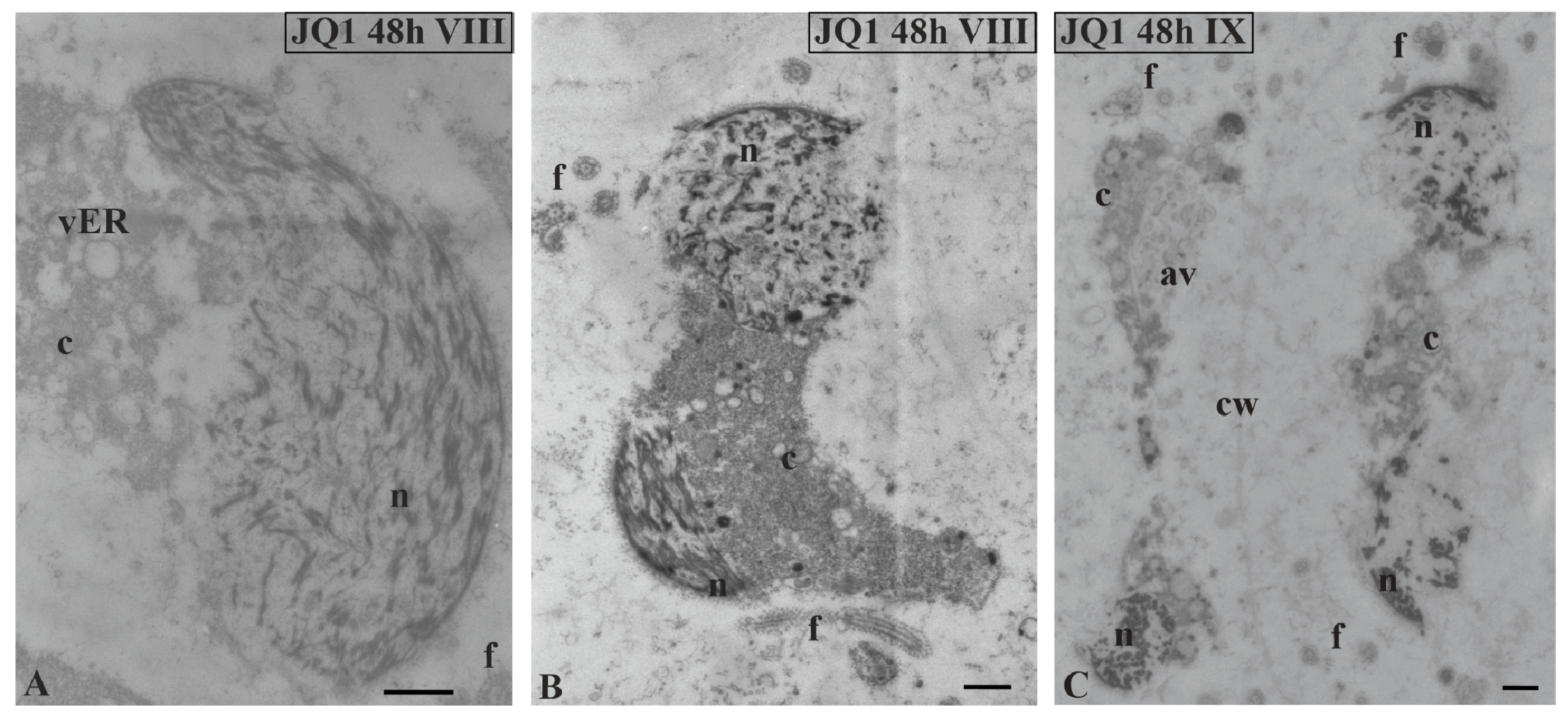 Cells 09 01352 g009 Cells 09 01352 g009