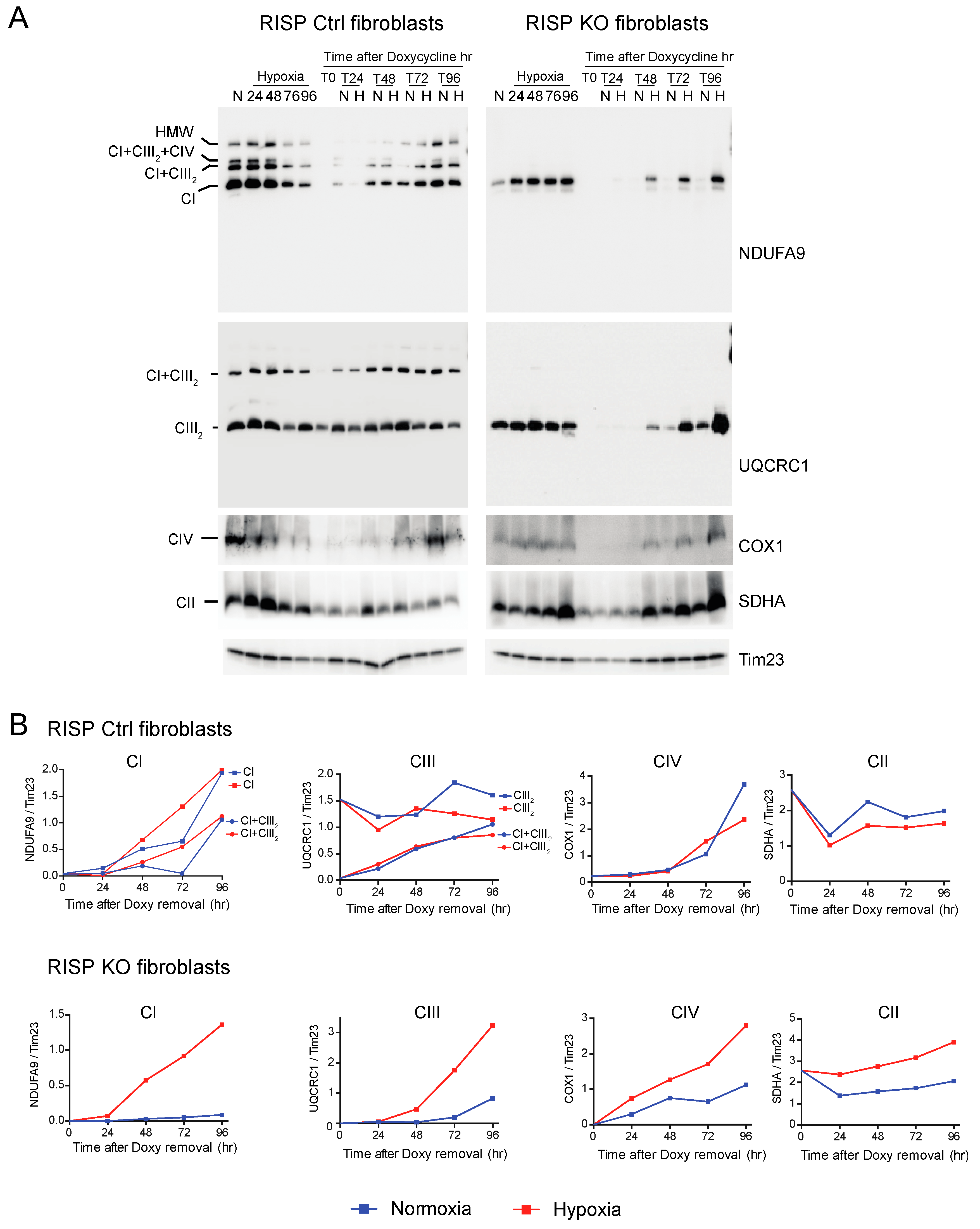 Cells 09 02197 g006 Cells 09 02197 g006
