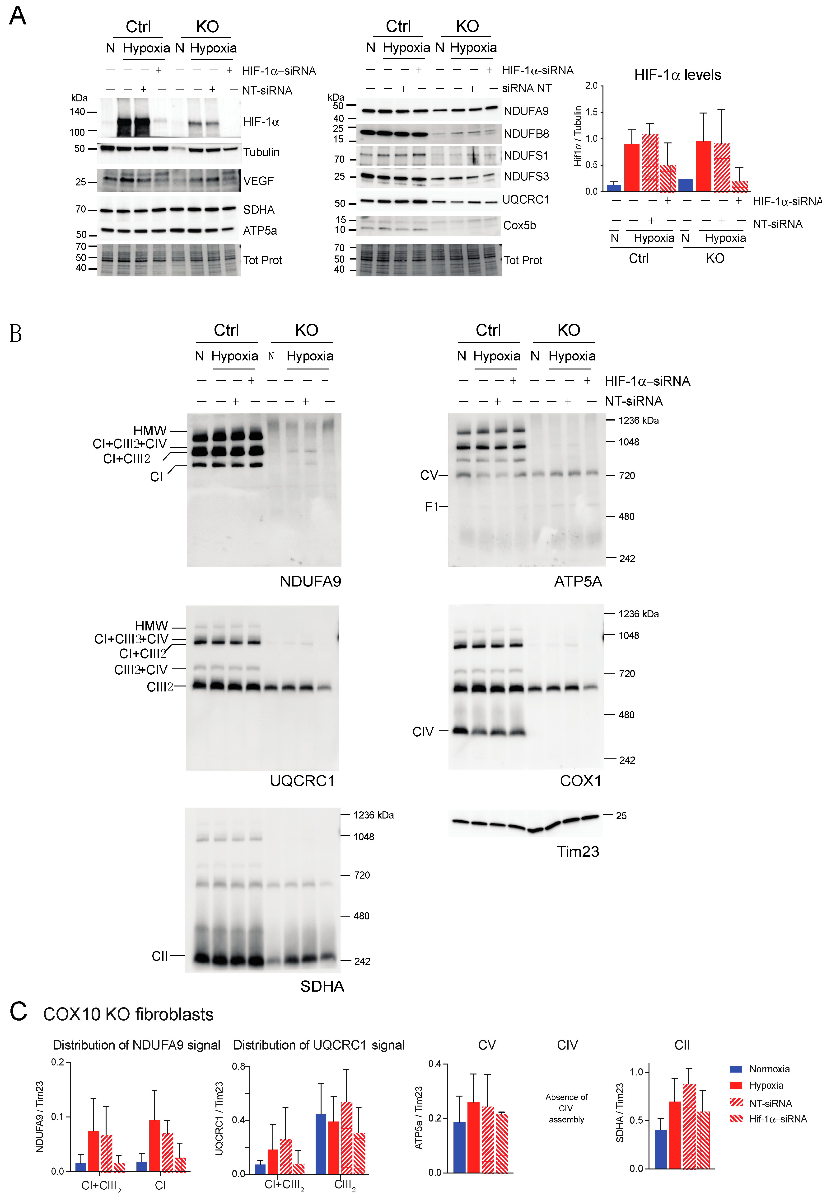 Cells 09 02197 g010 Cells 09 02197 g010