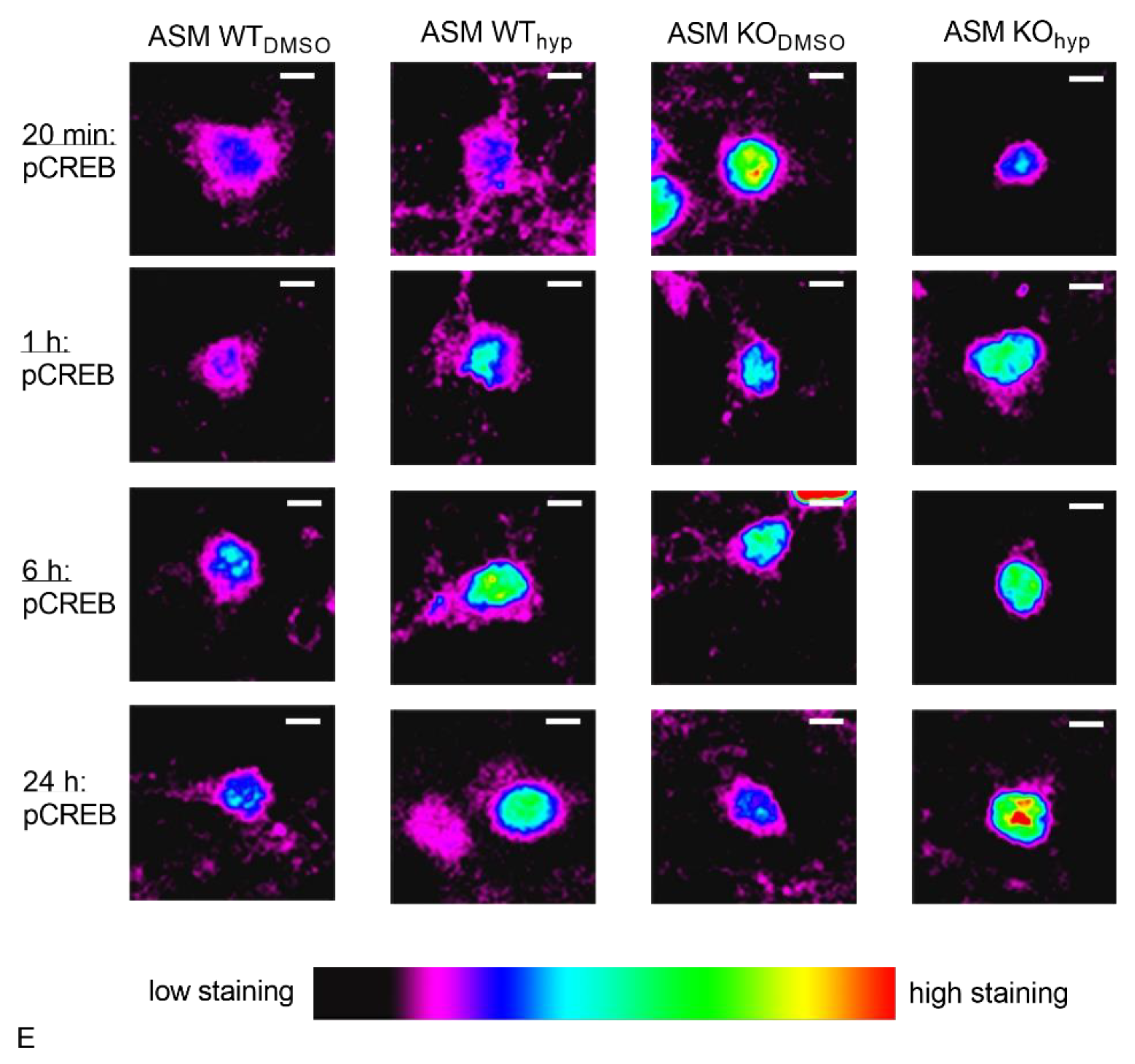 Cells 09 02502 g008b