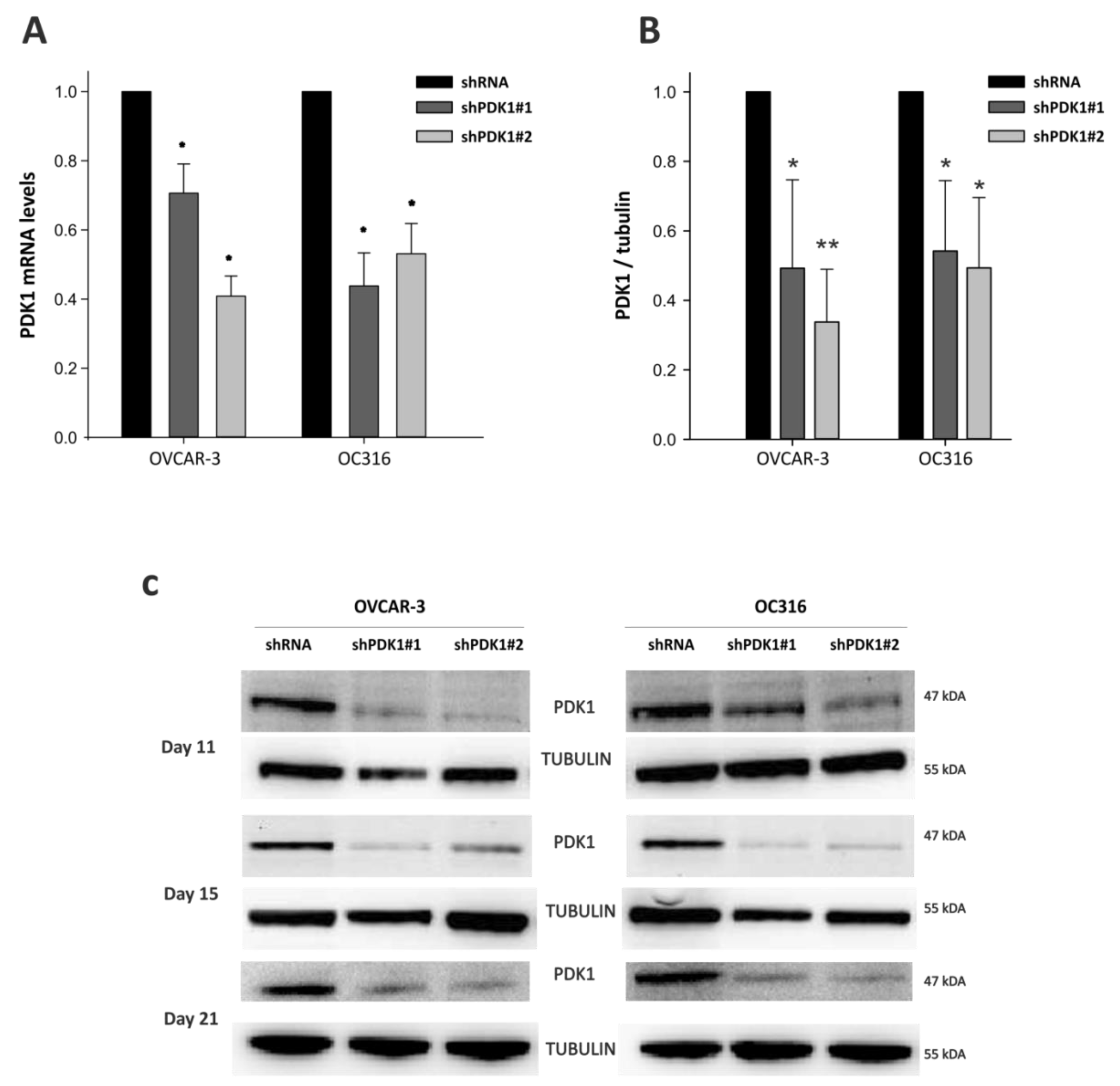 Cells 10 00325 g001 Cells 10 00325 g001