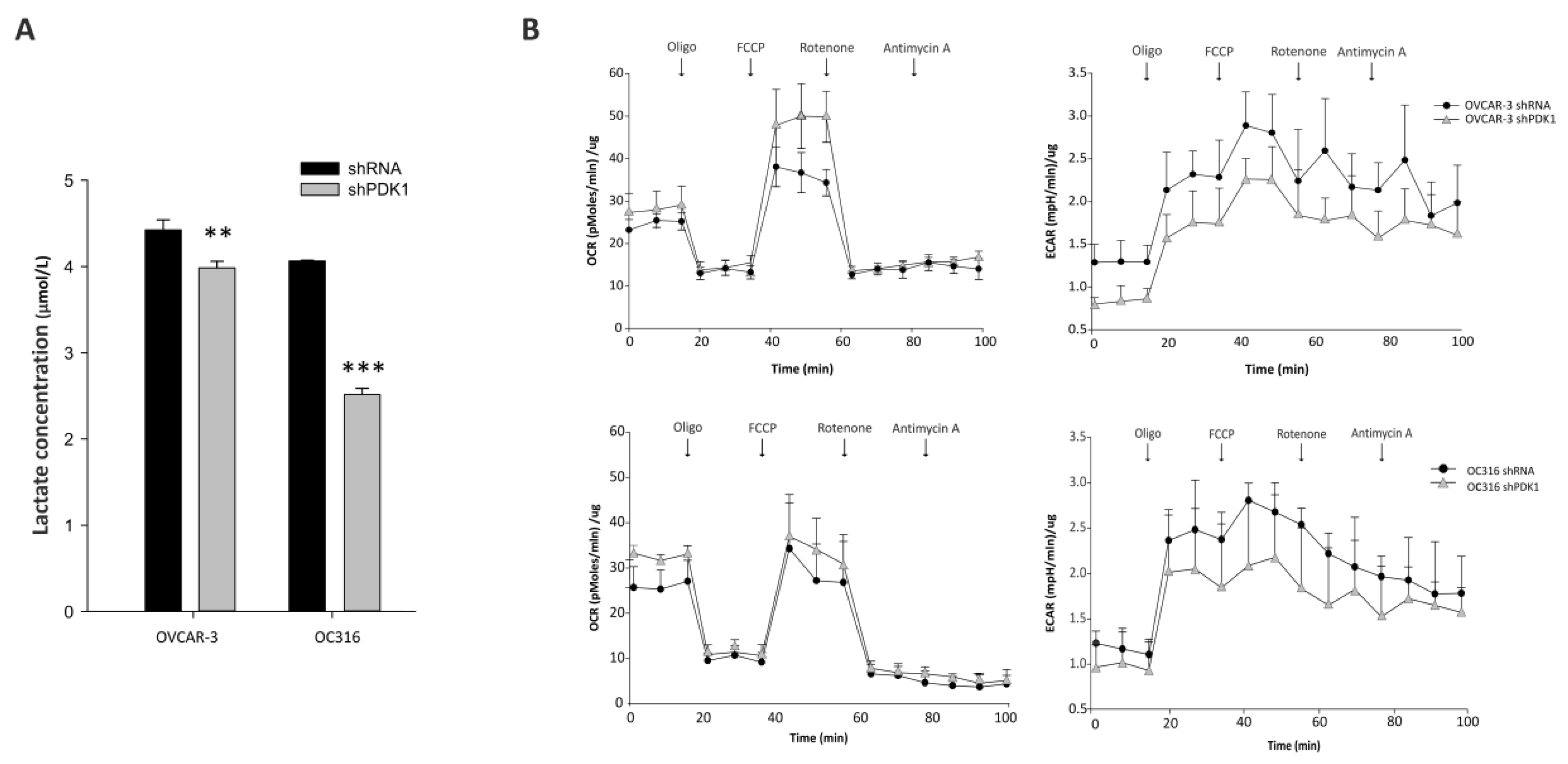 Cells 10 00325 g002 Cells 10 00325 g002