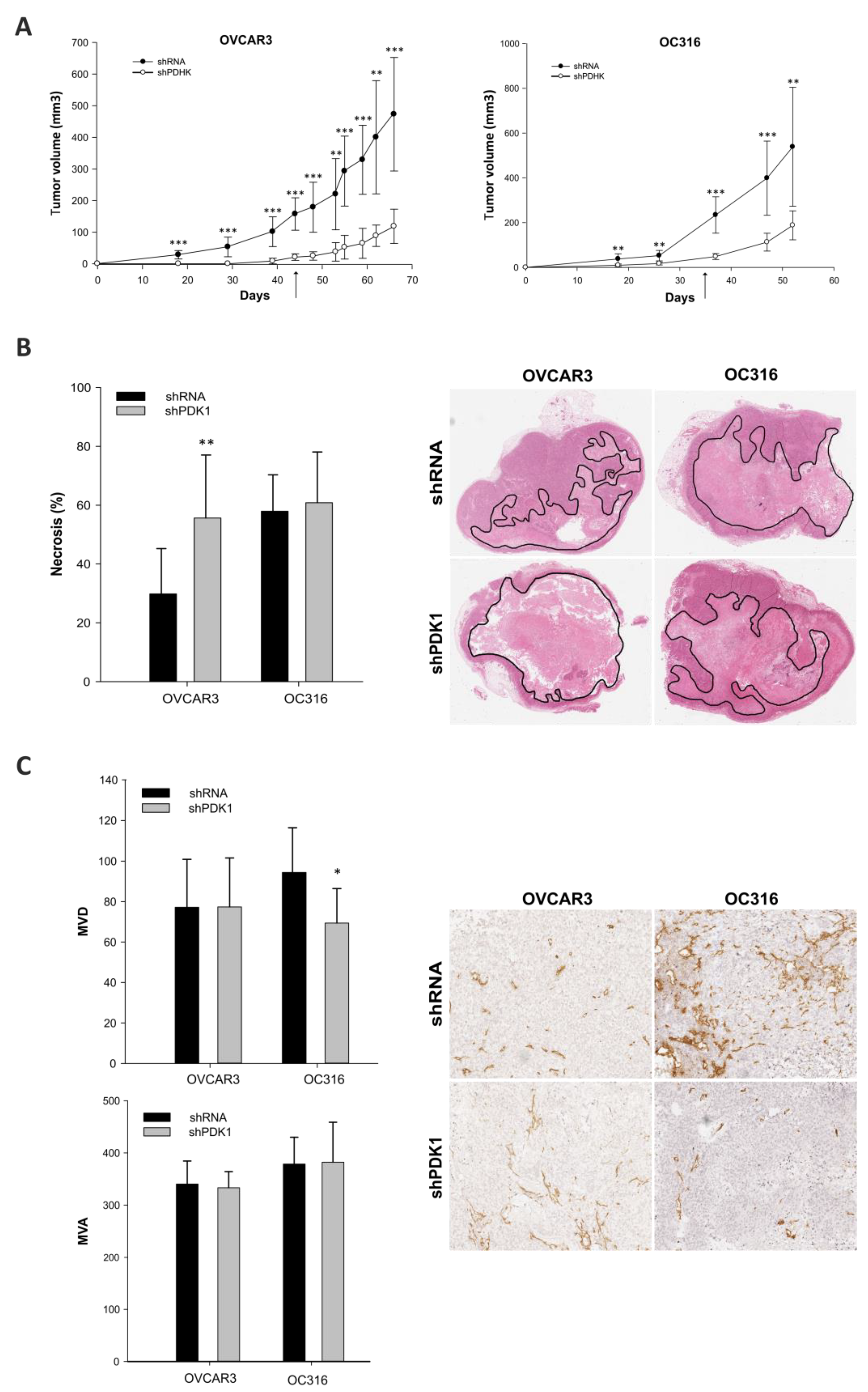 Cells 10 00325 g004 Cells 10 00325 g004