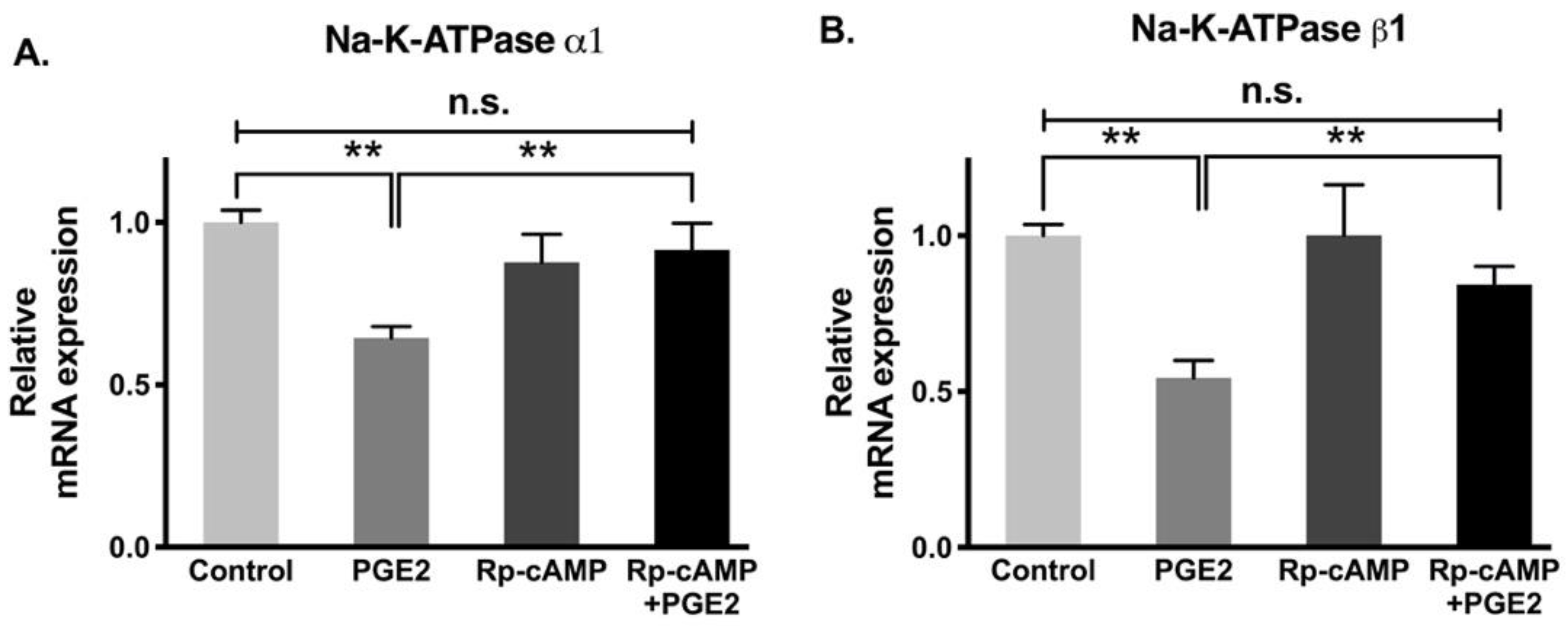 Cells 10 00752 g007 Cells 10 00752 g007