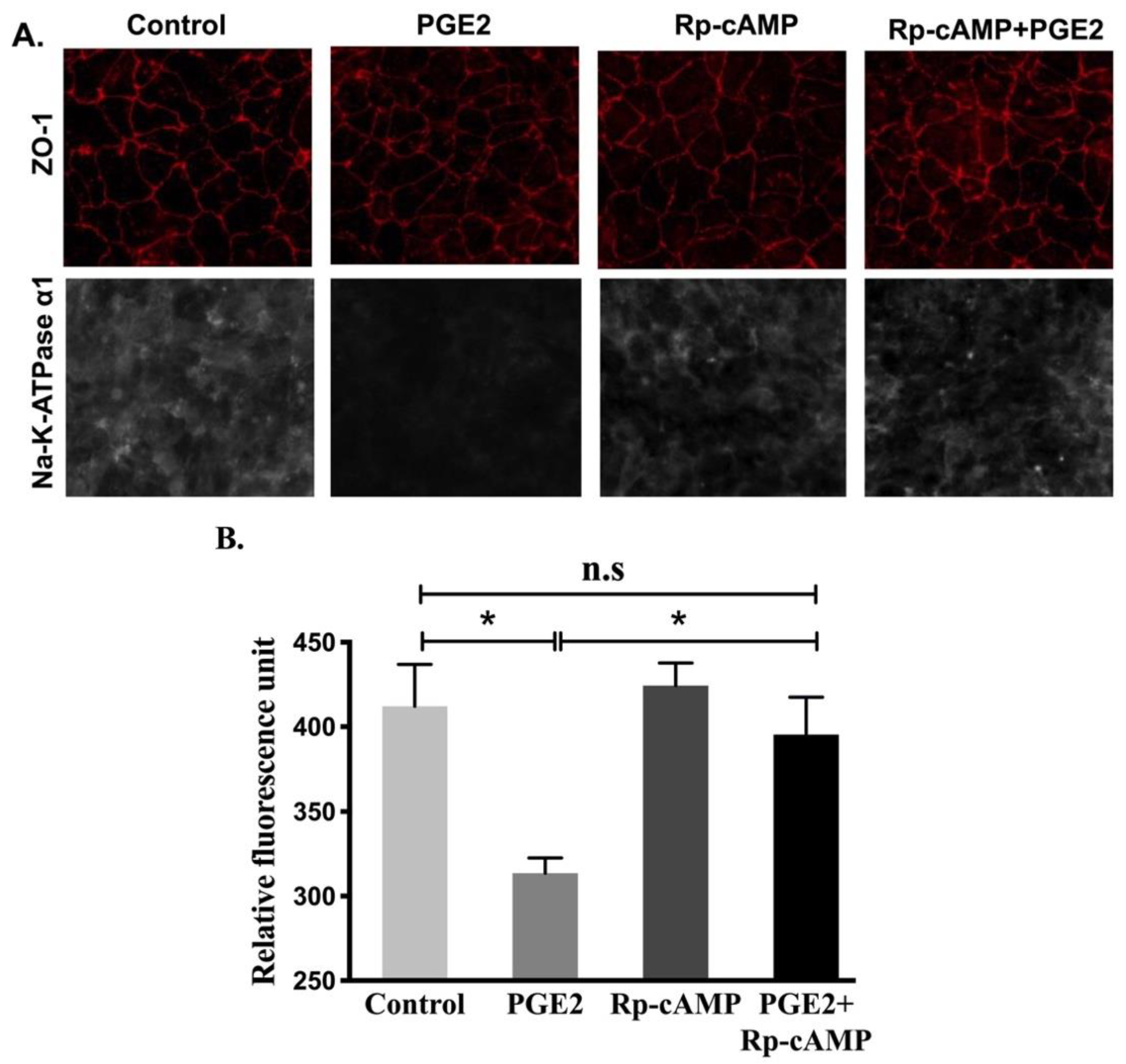 Cells 10 00752 g008 Cells 10 00752 g008