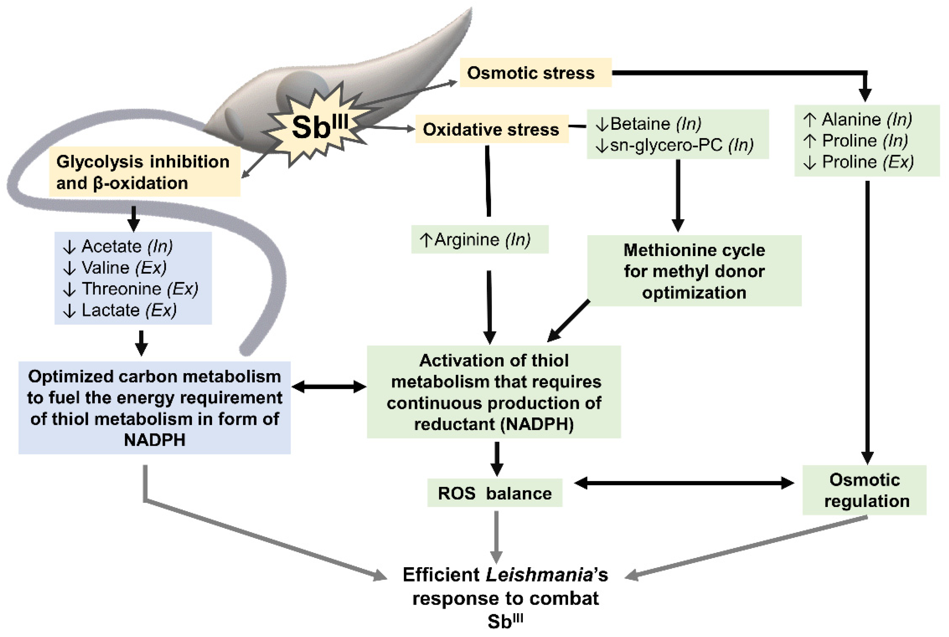 Cells 10 01063 g008 Cells 10 01063 g008