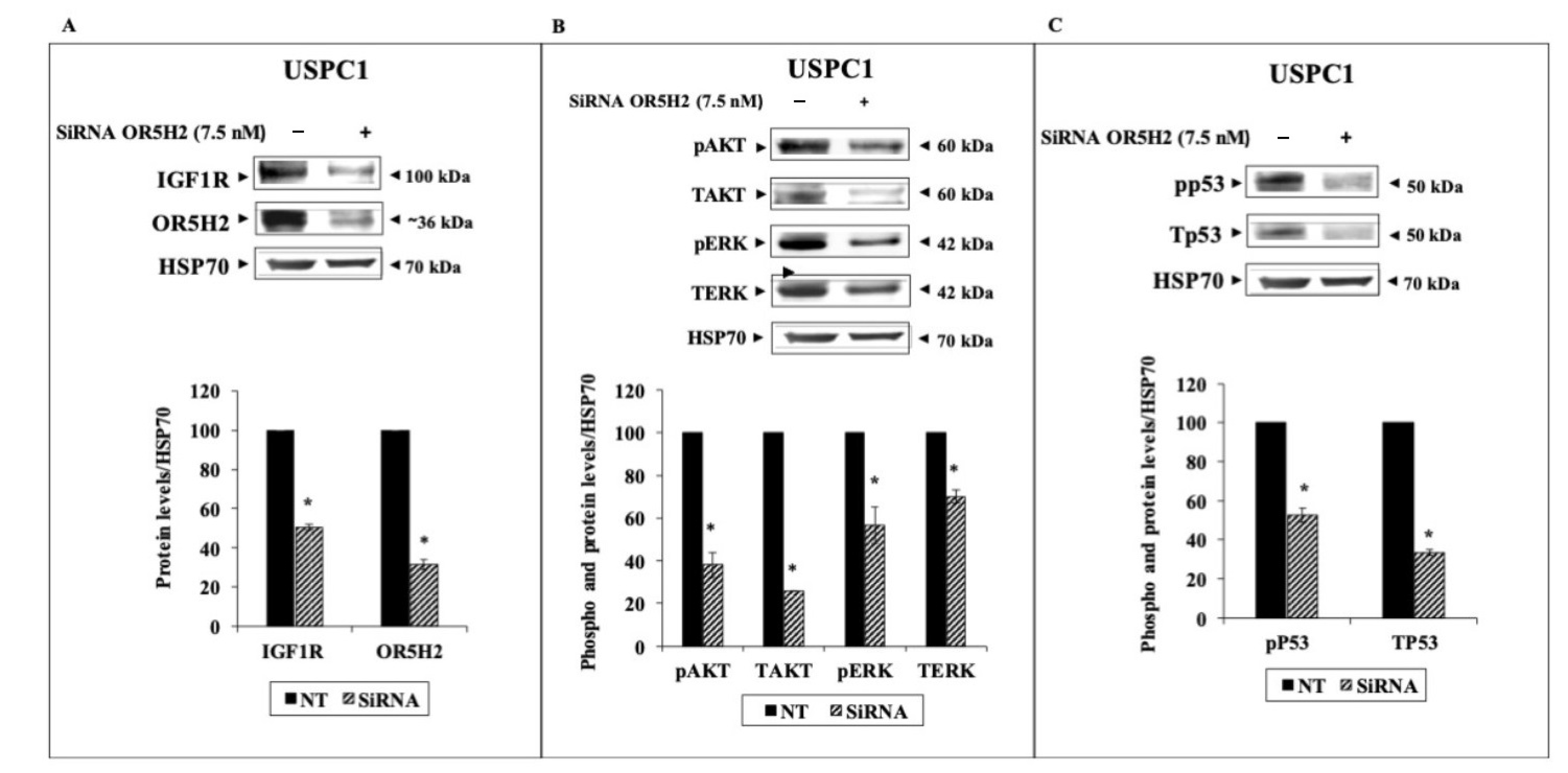 Cells 10 01483 g004 Cells 10 01483 g004