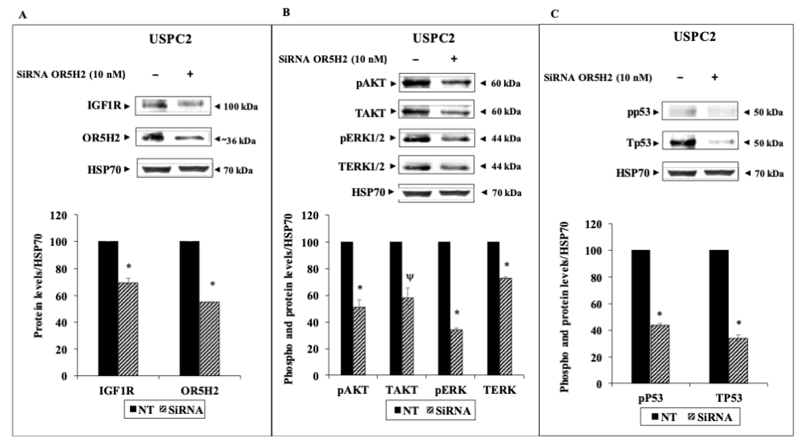 Cells 10 01483 g005 Cells 10 01483 g005