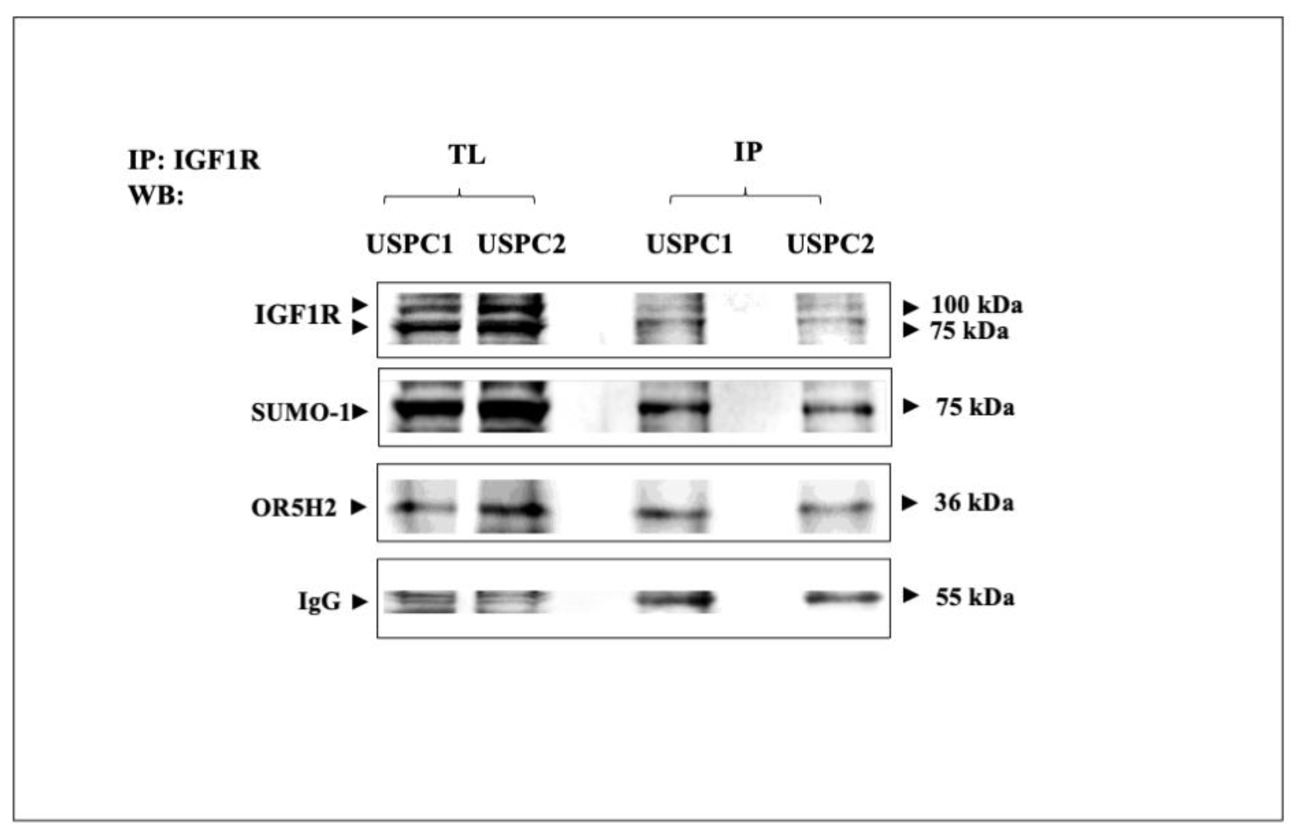 Cells 10 01483 g006 Cells 10 01483 g006