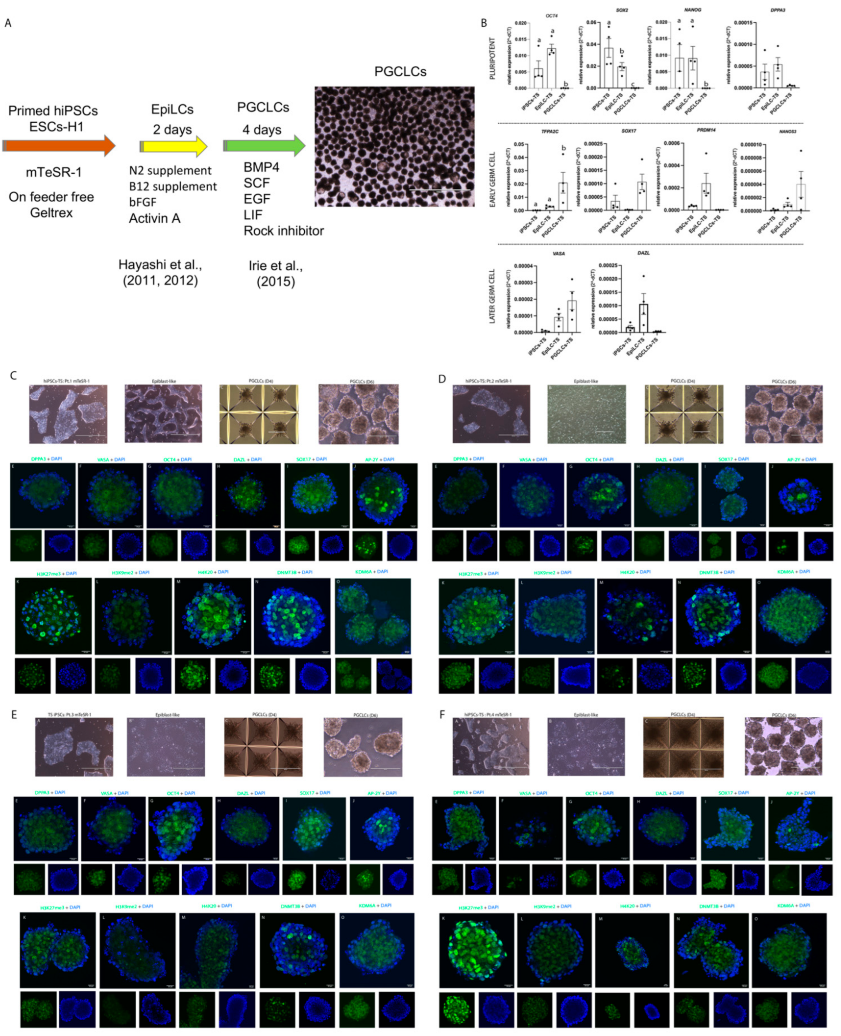 Cells 10 03099 g006 Cells 10 03099 g006