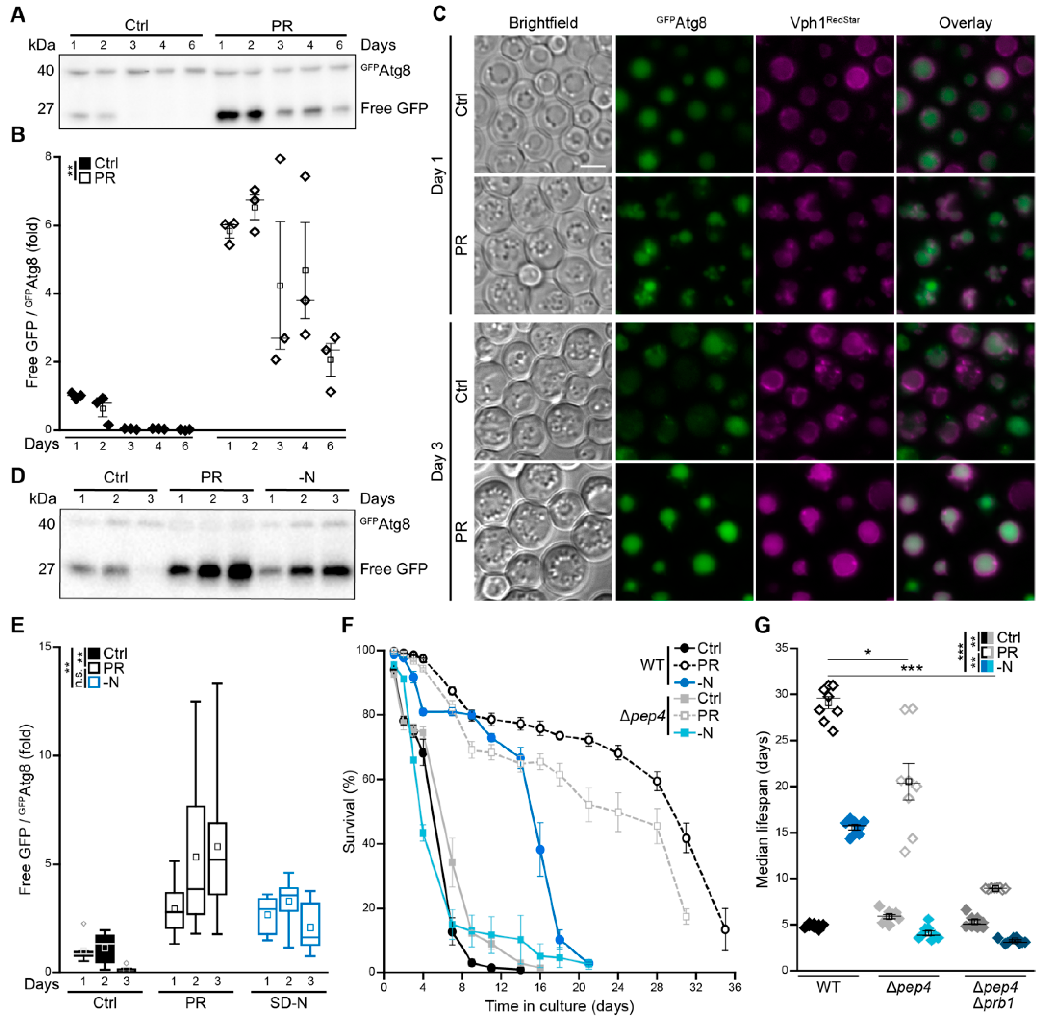 Cells 10 03161 g003 Cells 10 03161 g003