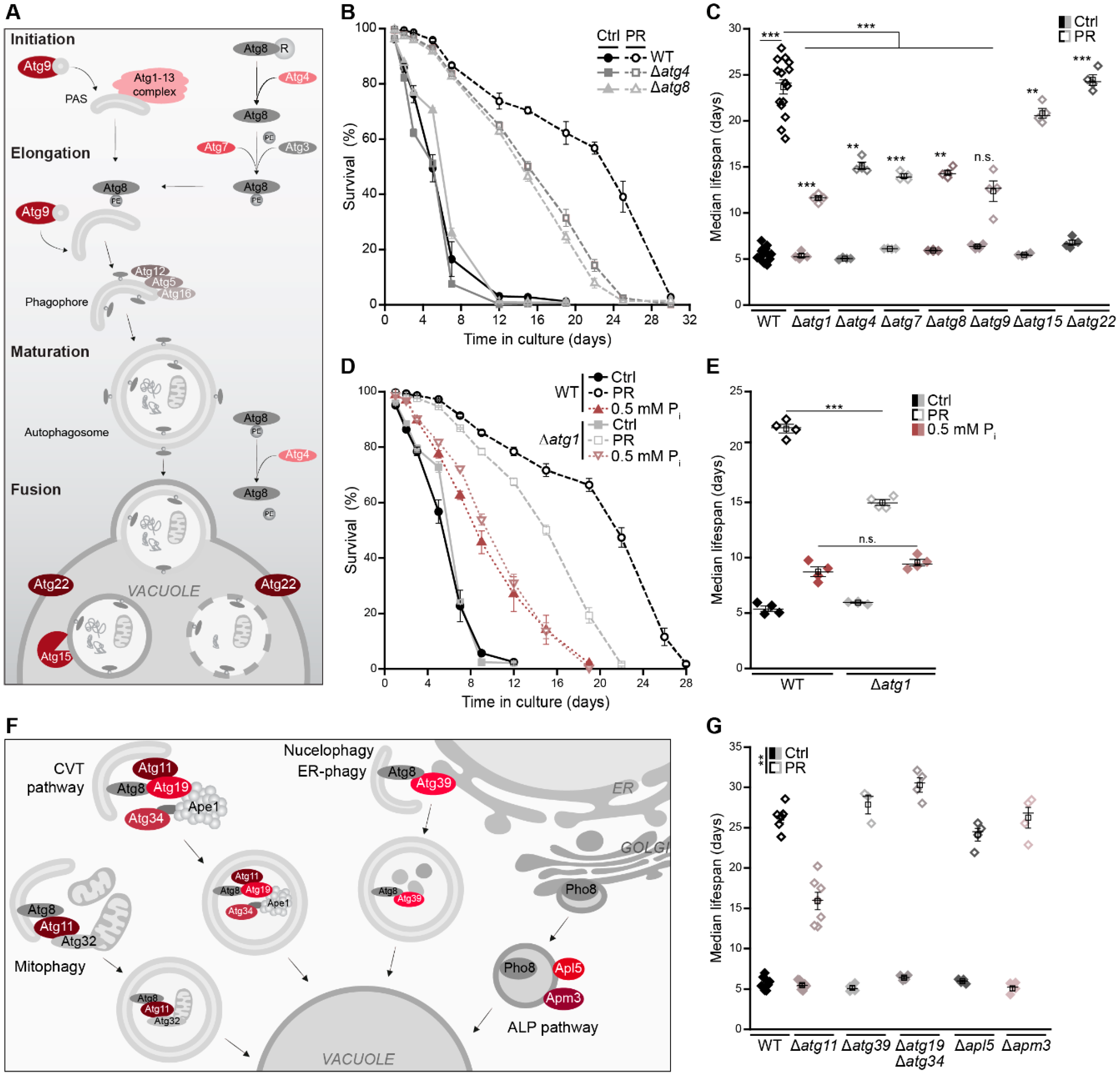 Cells 10 03161 g004 Cells 10 03161 g004