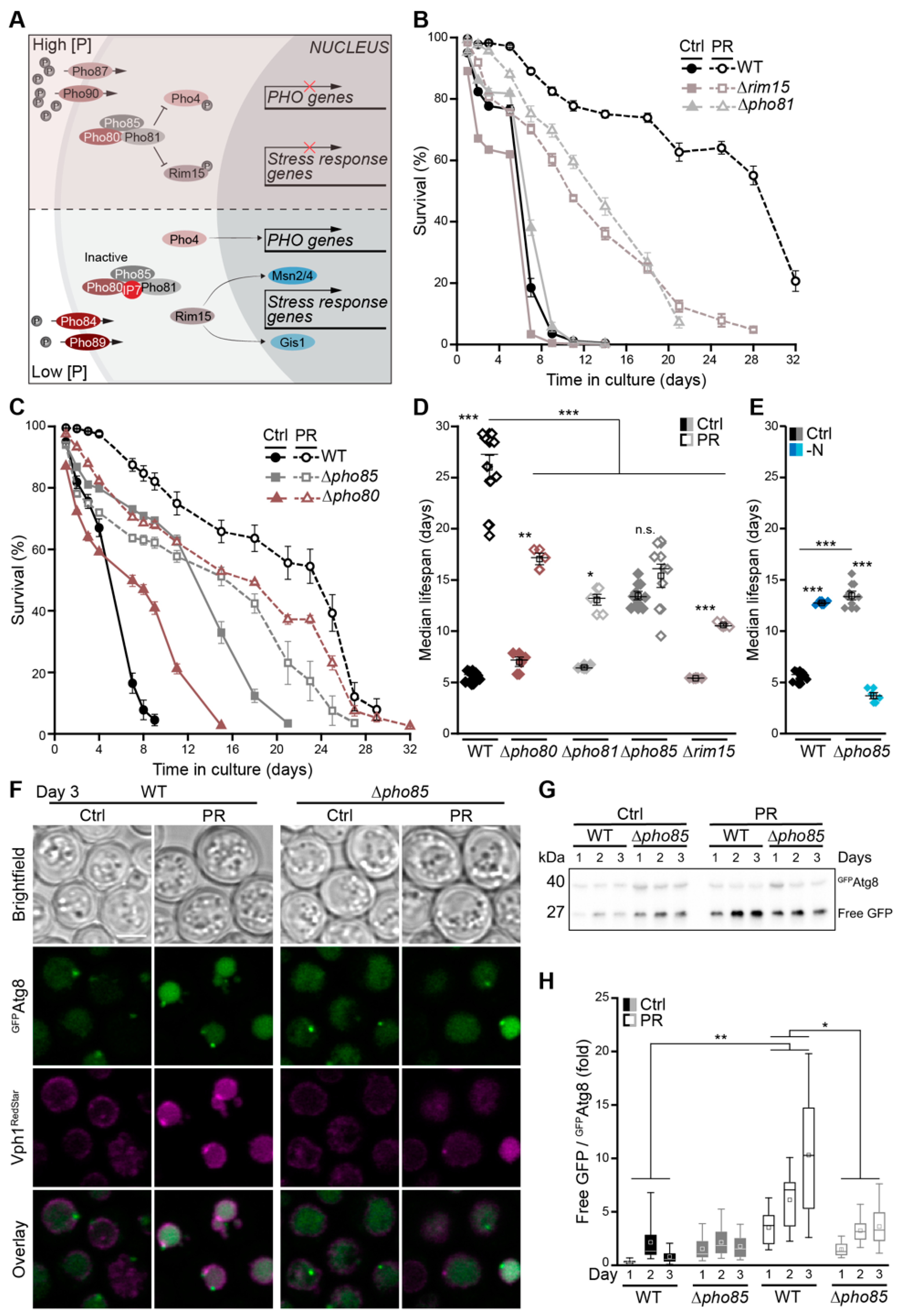 Cells 10 03161 g006 Cells 10 03161 g006