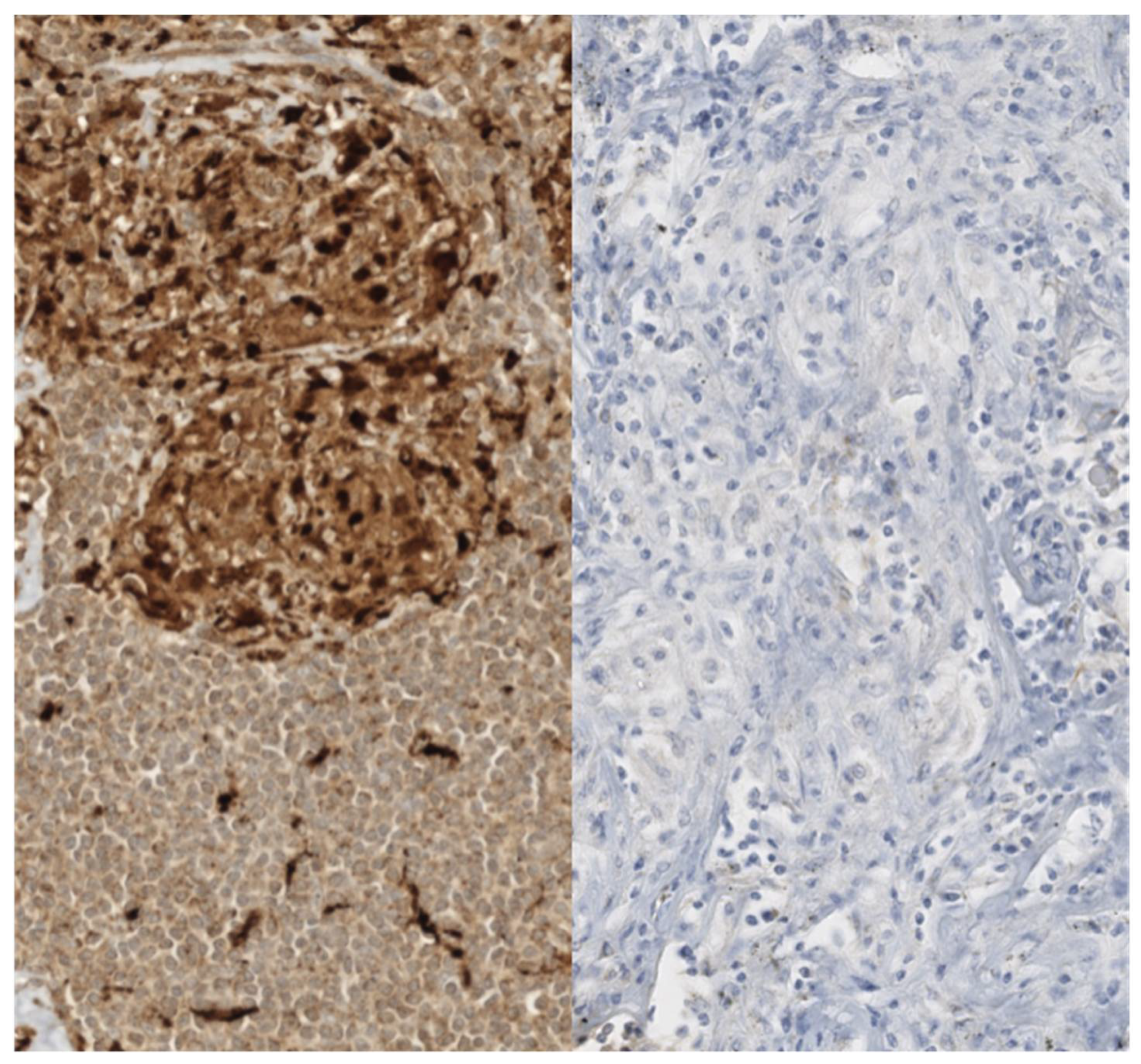 Cells 11 00059 g004 Cells 11 00059 g004