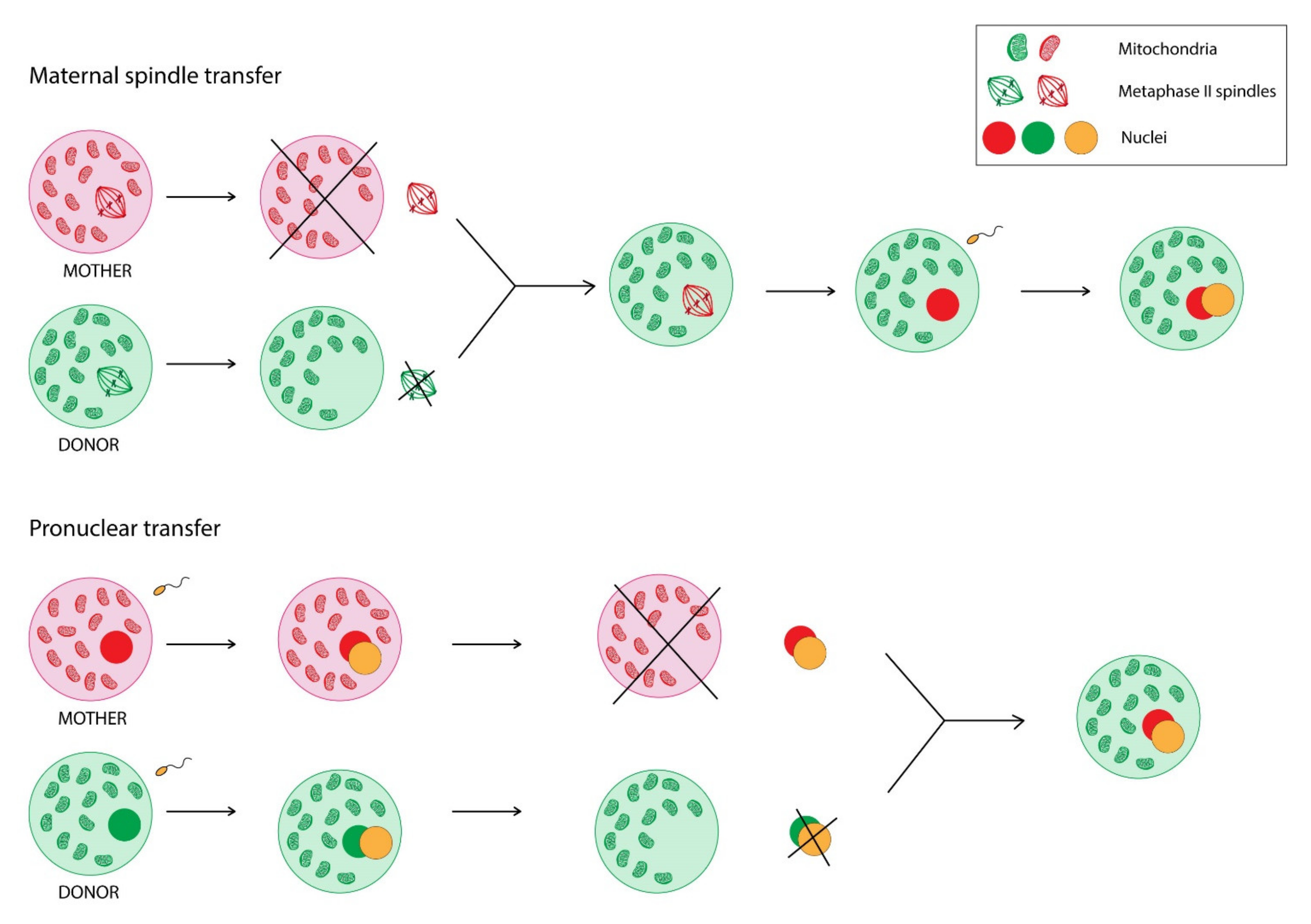 Cells 11 00797 g002 Cells 11 00797 g002