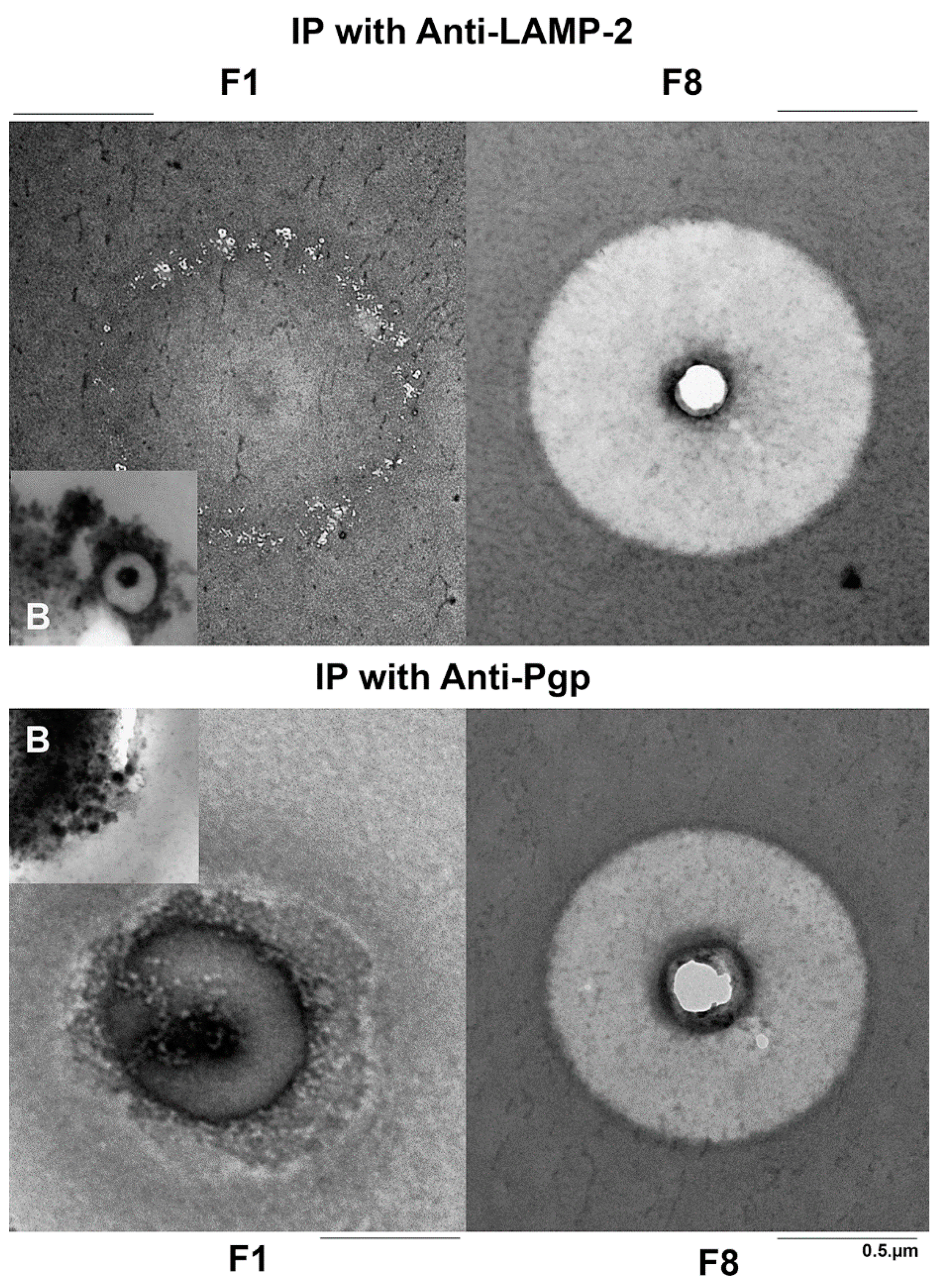 Cells 11 01556 g007 Cells 11 01556 g007