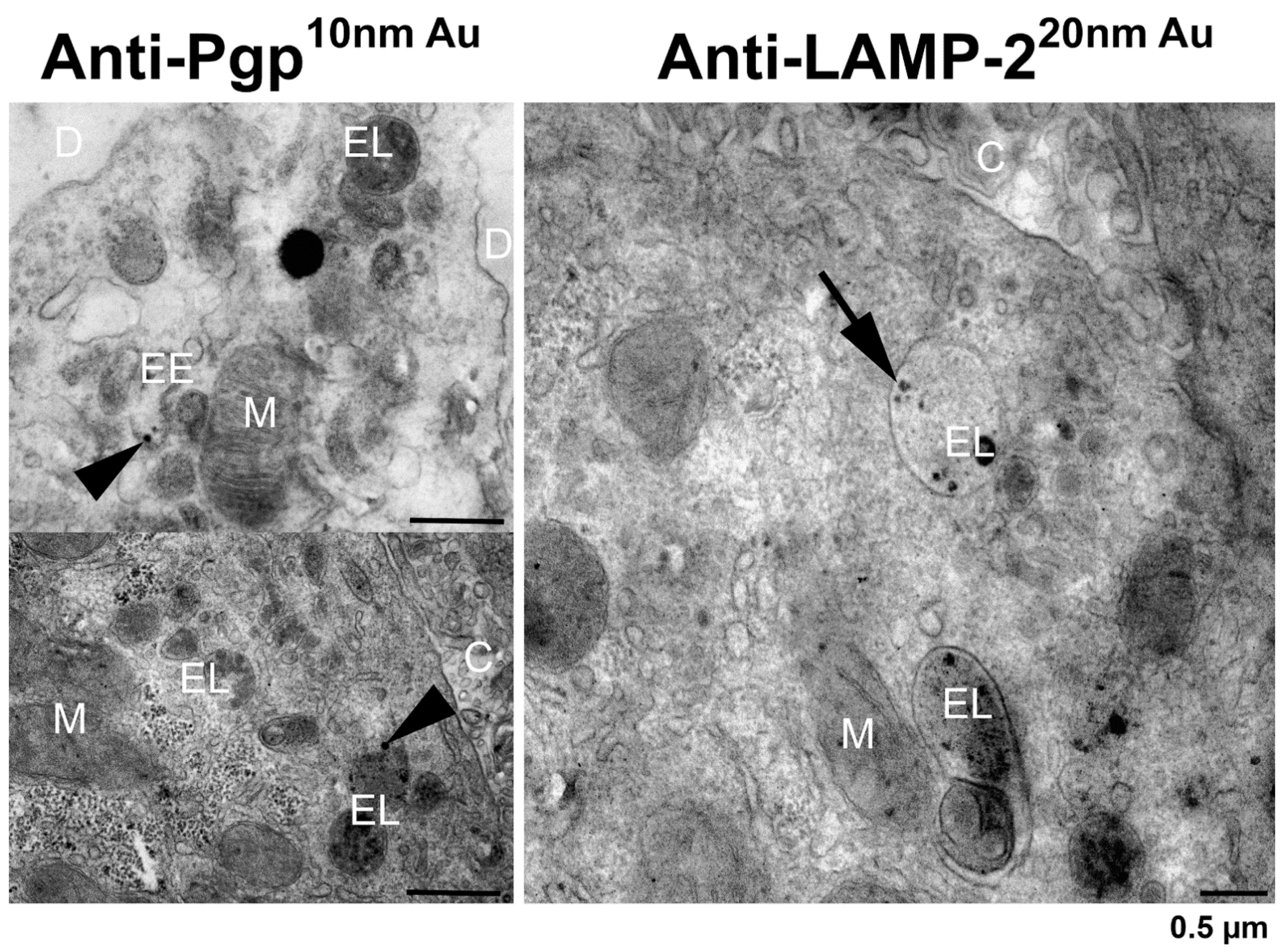 Cells 11 01556 g008 Cells 11 01556 g008