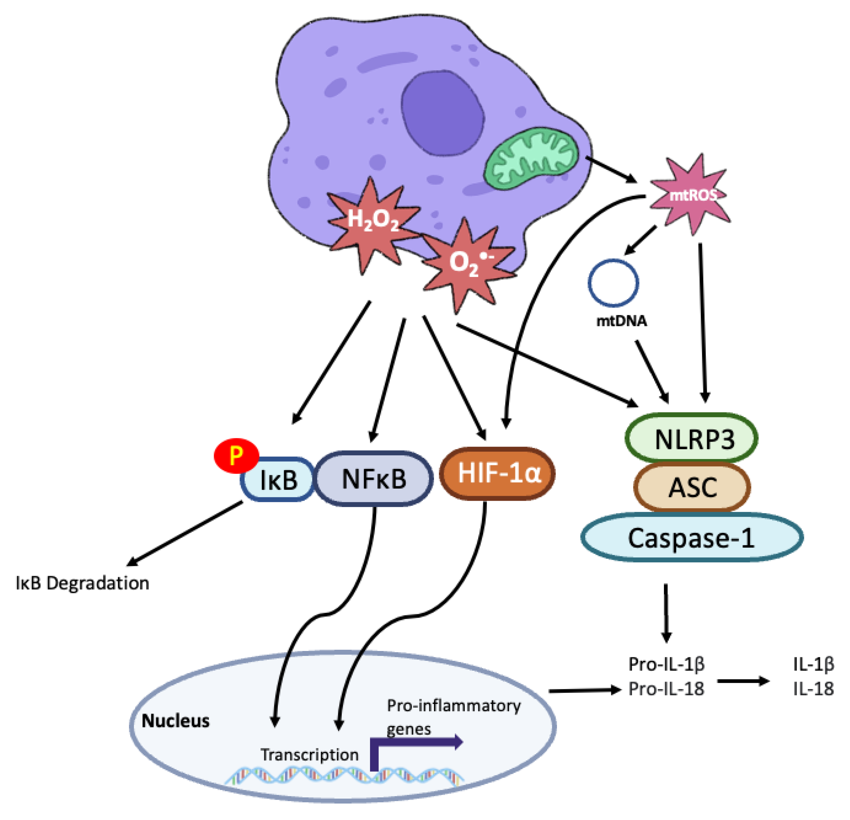Cells 11 03843 g003 Cells 11 03843 g003