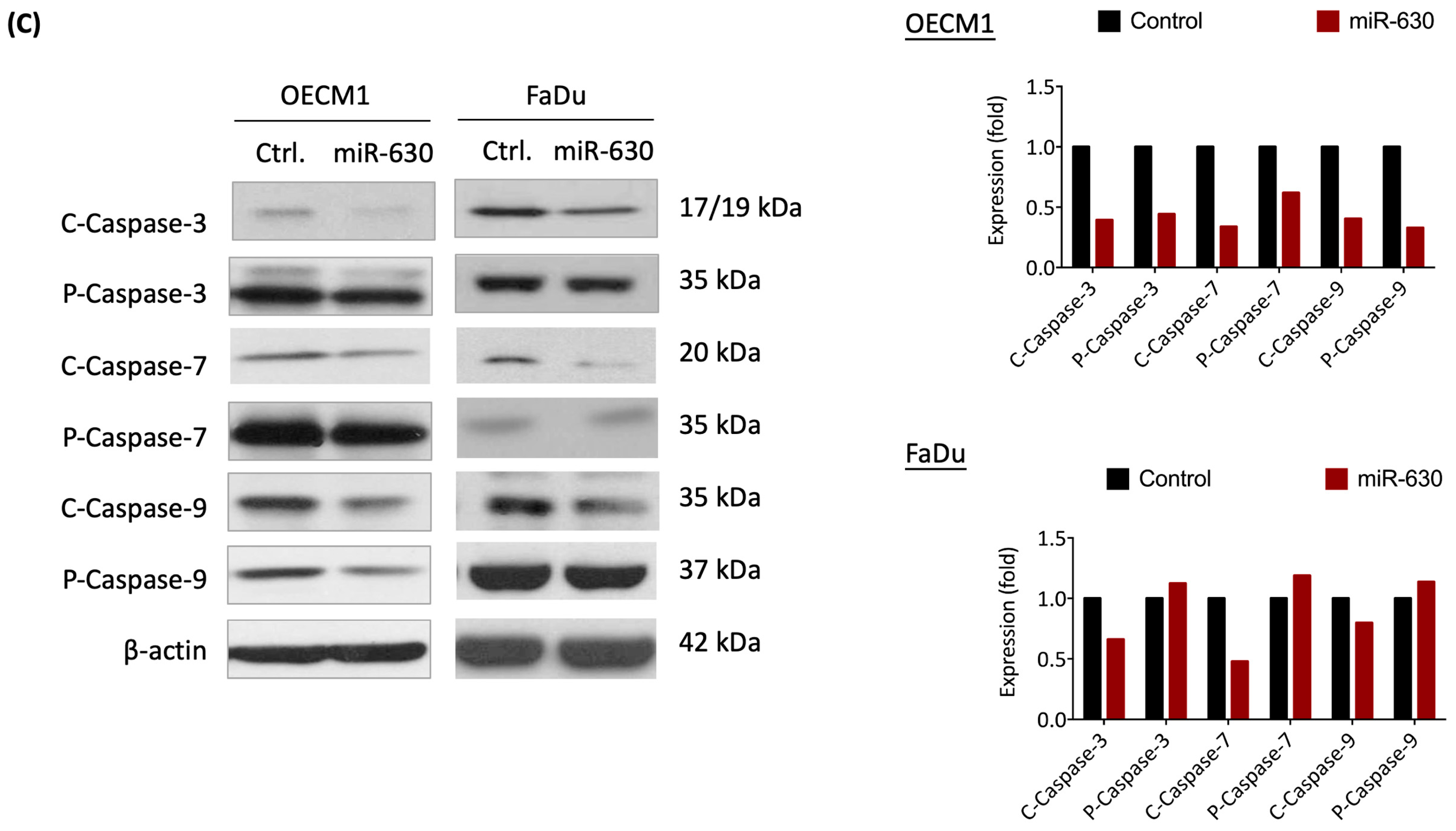 Cells 12 02853 g003b
