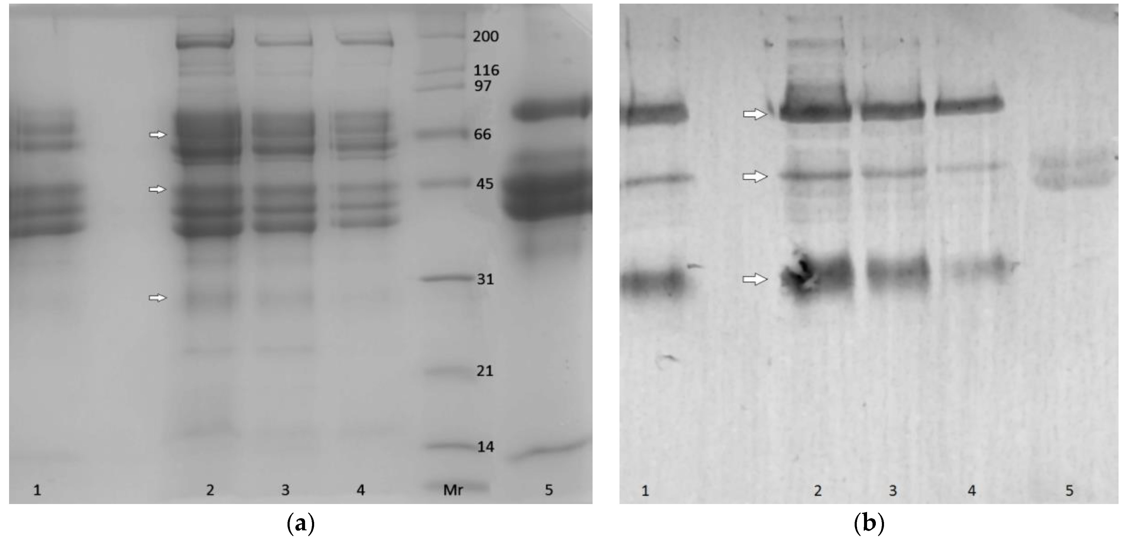 Chemosensors 05 00010 g006