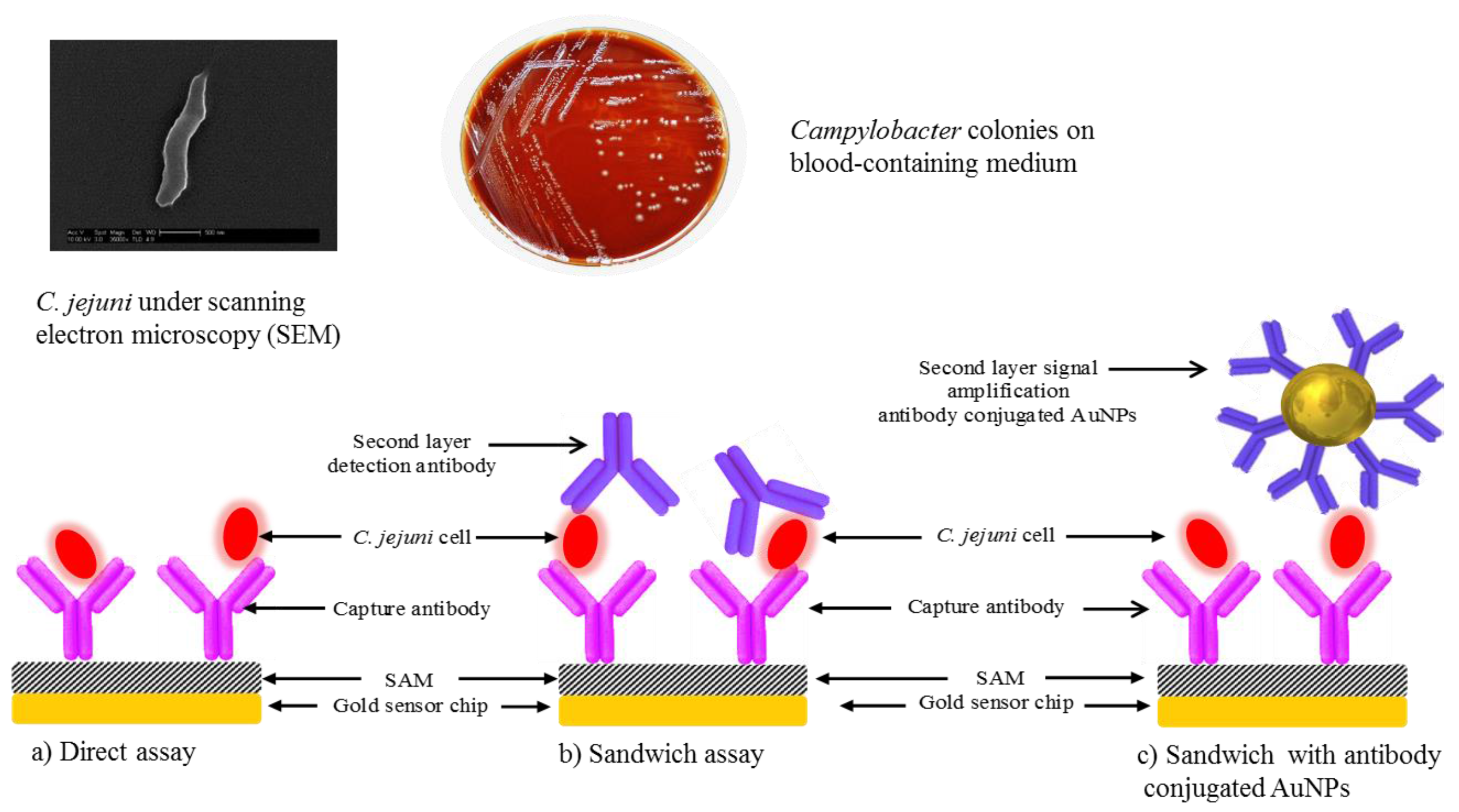 Chemosensors 05 00016 sch001