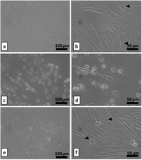 Coatings 03 00268 g011 200