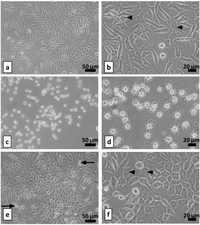 Coatings 03 00268 g012 200