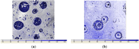 Coatings 04 00085 g003 200