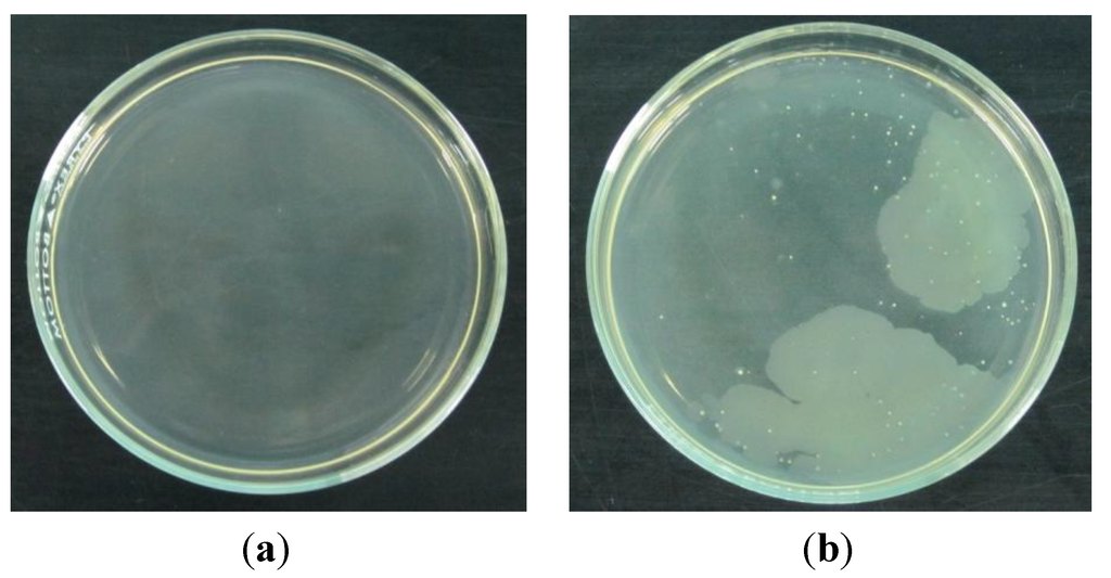 Coatings 04 00320 g002 1024