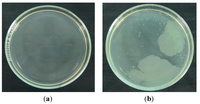 Coatings 04 00320 g002 200