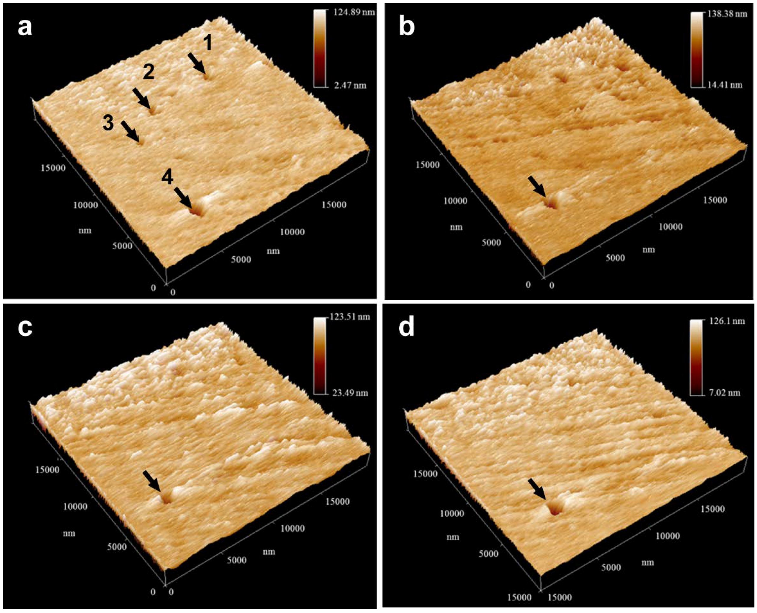 Coatings 09 00224 g006