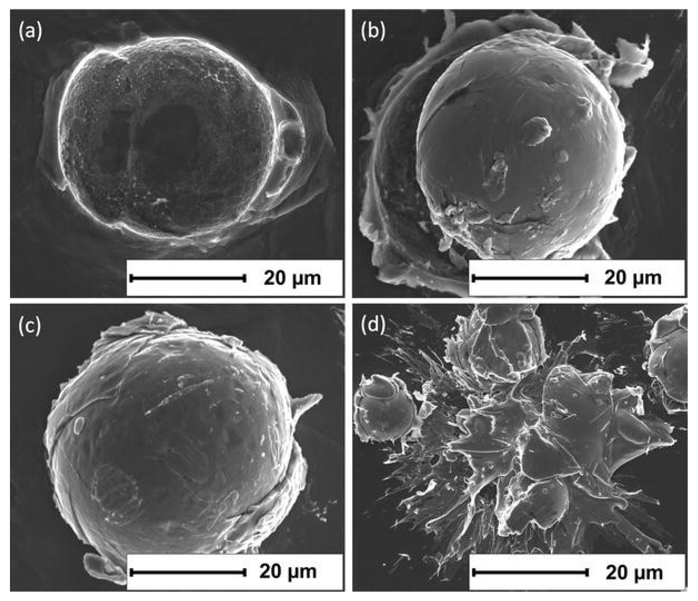 Coatings 11 00206 g013