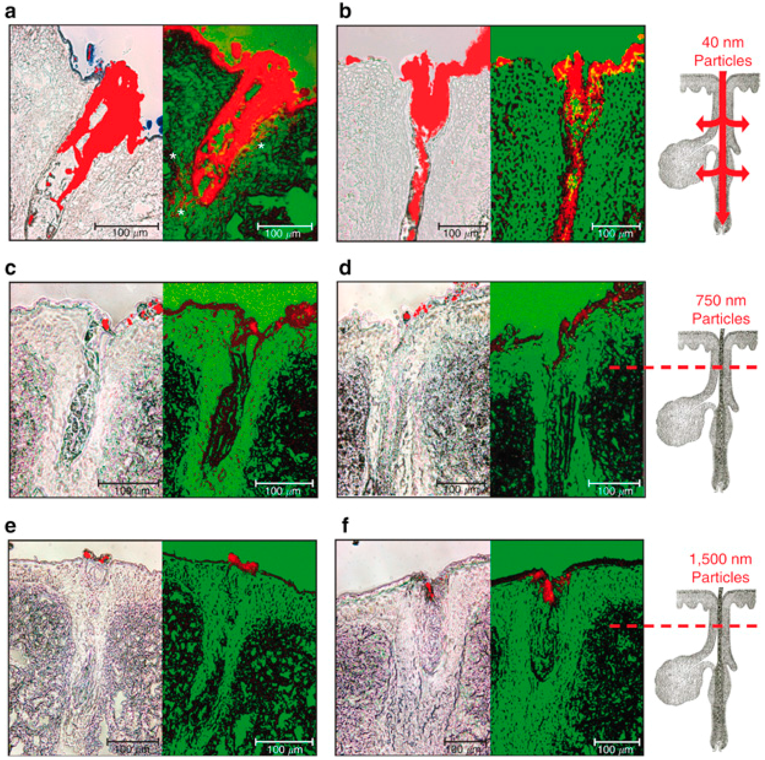 Cosmetics 02 00211 g002